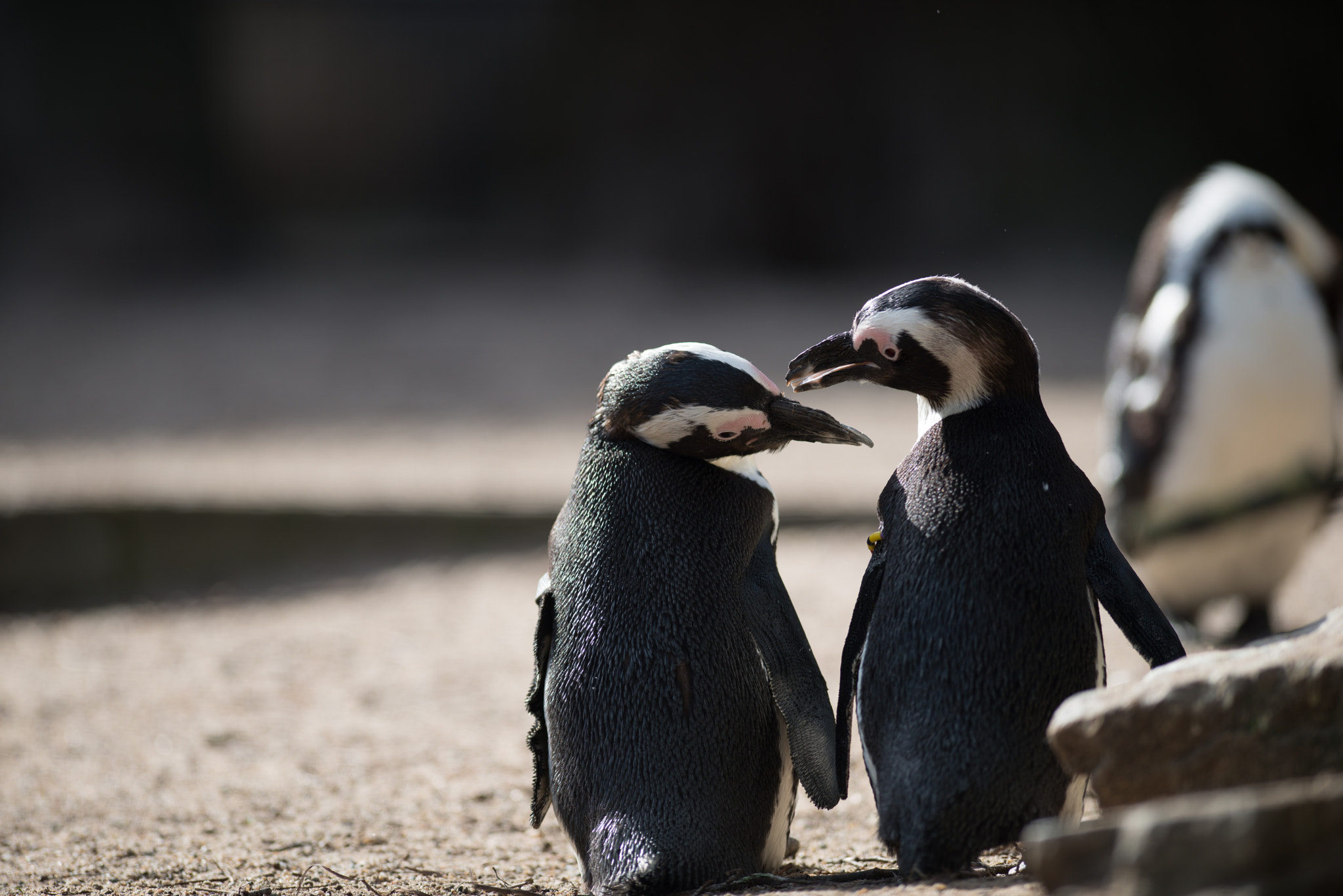 Nikon AF-S Nikkor 300mm F2.8G ED VR II sample photo. African penguin photography