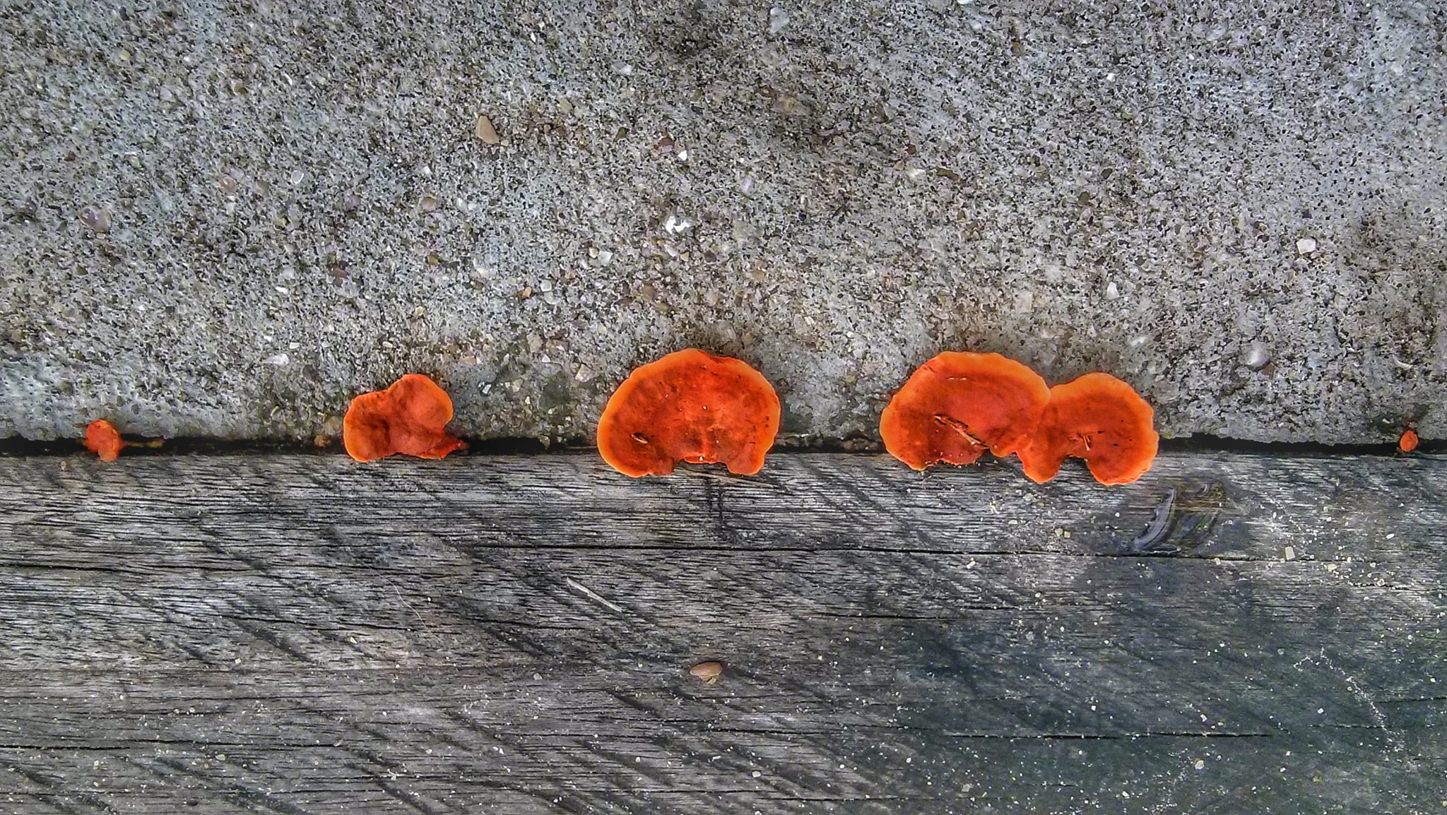 LG Nexus 4 sample photo. Shrooms photography