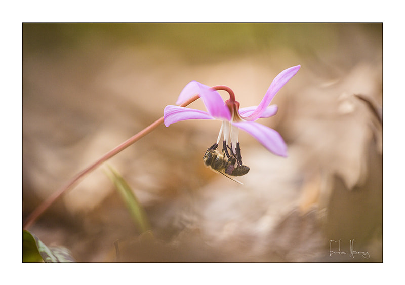 Sigma APO Macro 150mm f/2.8 EX DG HSM sample photo. L'érythrone photography