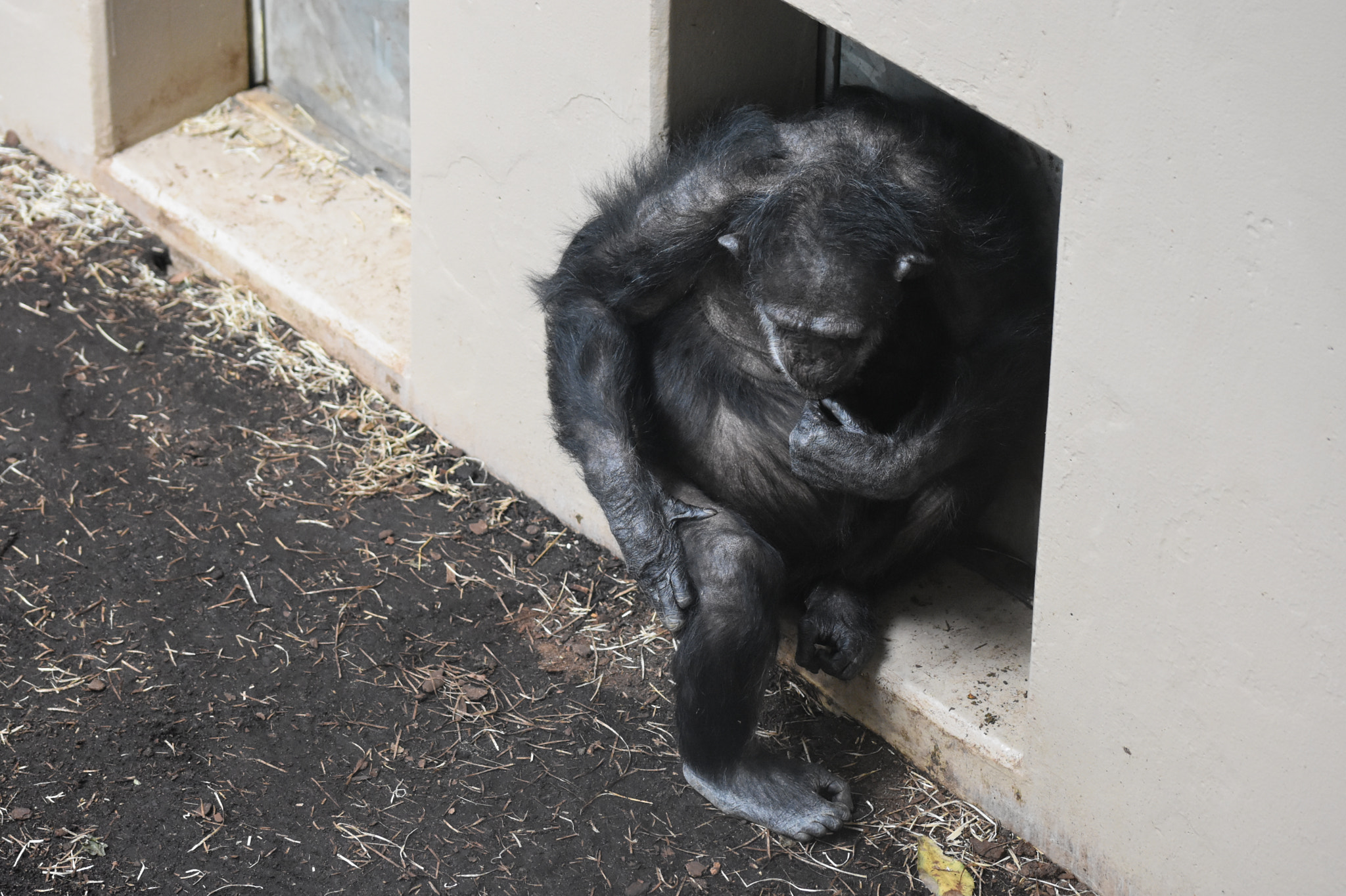 Sigma 105mm F2.8 EX DG OS HSM sample photo. Monkey photography