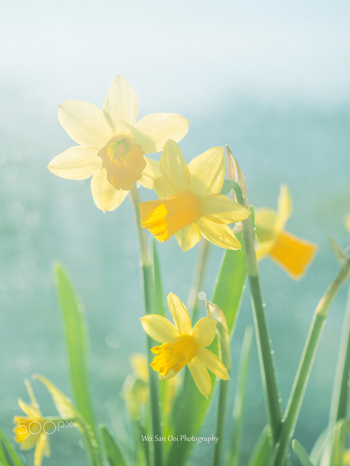 Panasonic Lumix DMC-GX7 sample photo. Daffodils 72 photography
