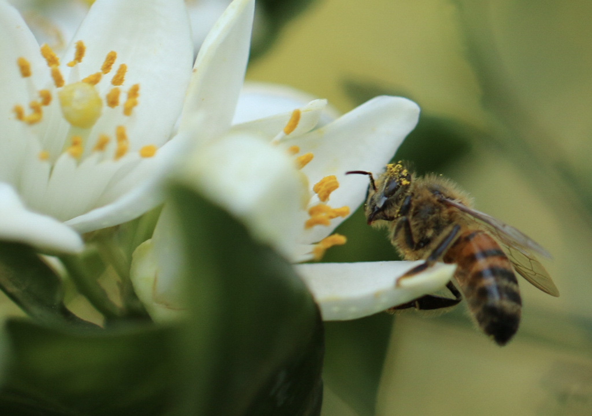 Canon EF 100mm F2.8L Macro IS USM sample photo. Bee with pollen on an orange blossom photography