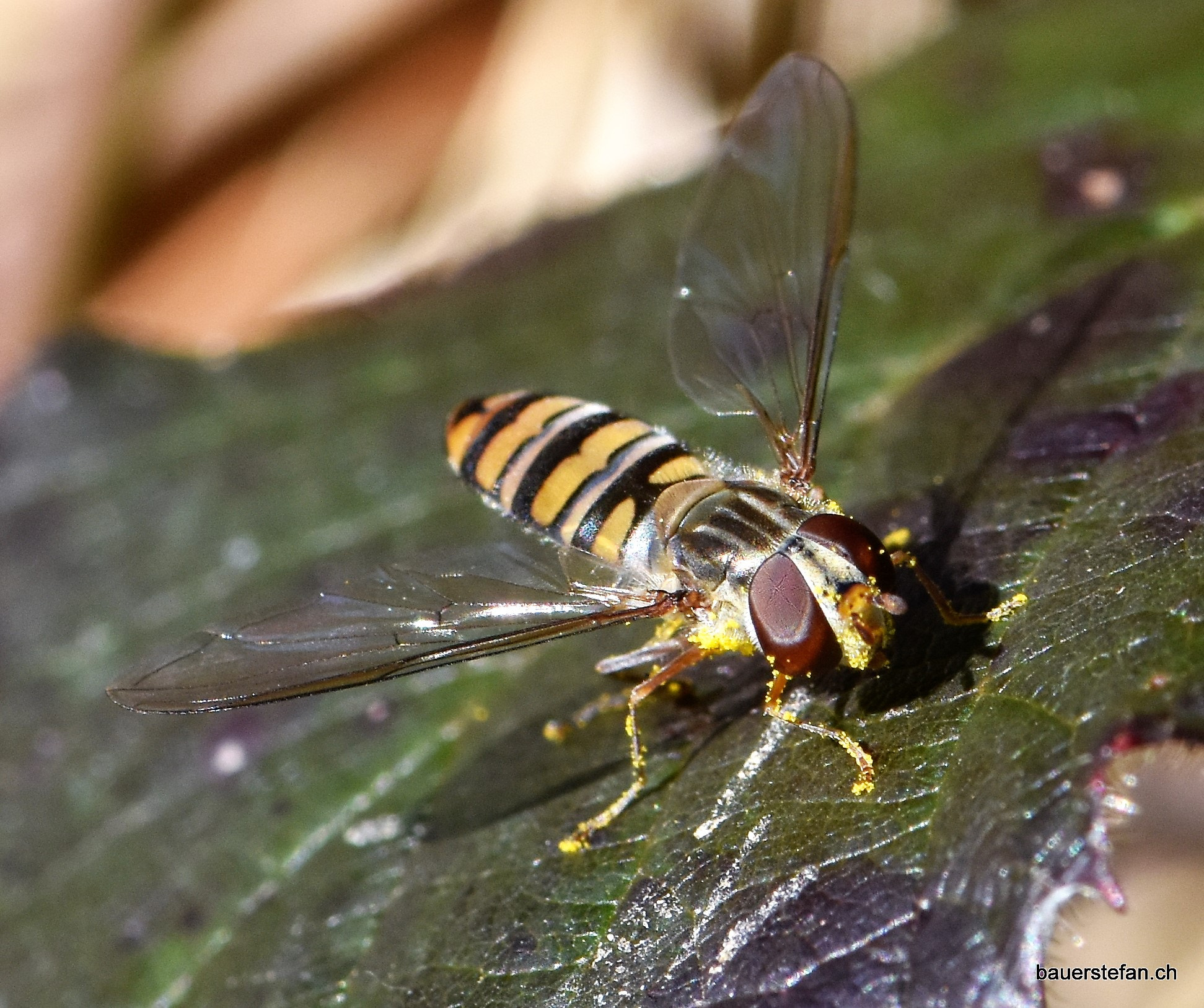 Nikon AF-S Micro-Nikkor 105mm F2.8G IF-ED VR sample photo. "howerfly with polls" photography