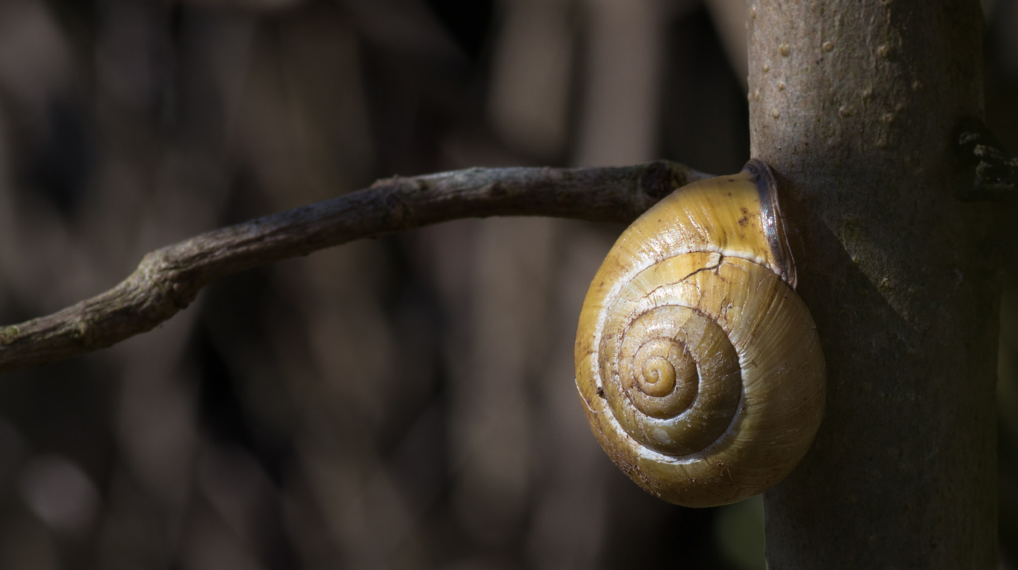 Canon EOS 700D (EOS Rebel T5i / EOS Kiss X7i) + Tamron SP AF 90mm F2.8 Di Macro sample photo. Escargot photography