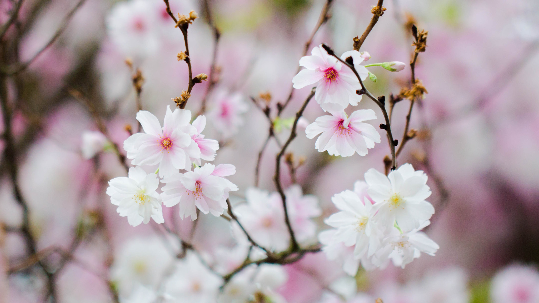 Canon EF 100mm F2.8L Macro IS USM sample photo. Delicate photography