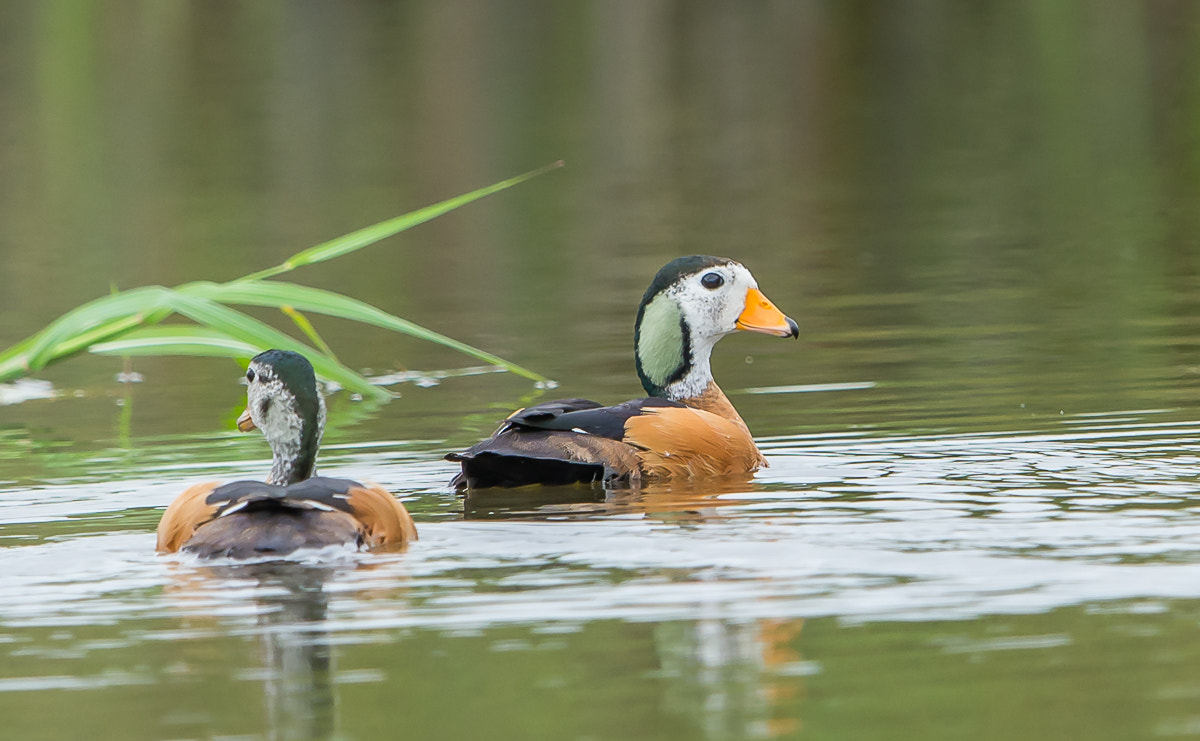 Nikon AF-S Nikkor 600mm F4G ED VR sample photo. Pygmy geese photography