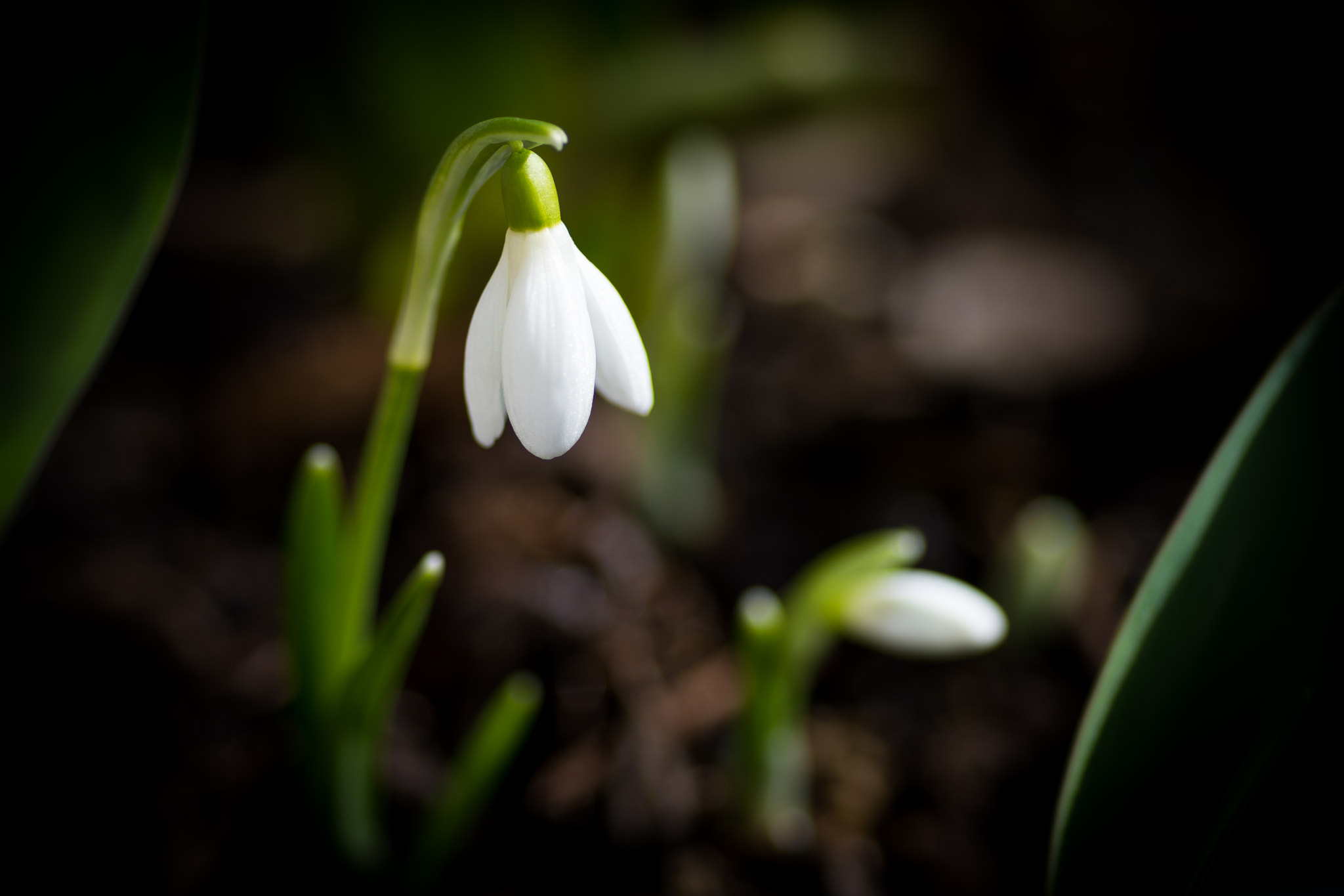 Nikon D7200 sample photo. Snowdrop photography
