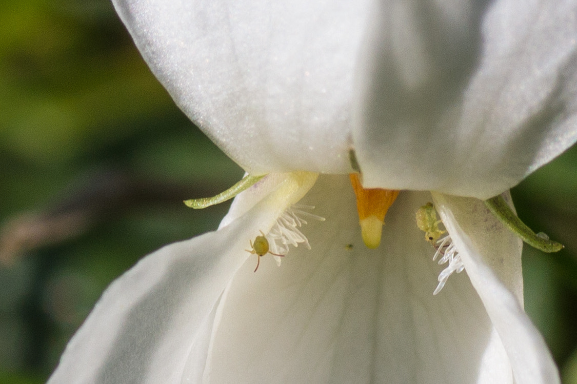 Canon EOS 700D (EOS Rebel T5i / EOS Kiss X7i) + Tamron SP AF 90mm F2.8 Di Macro sample photo. Pucerons photography