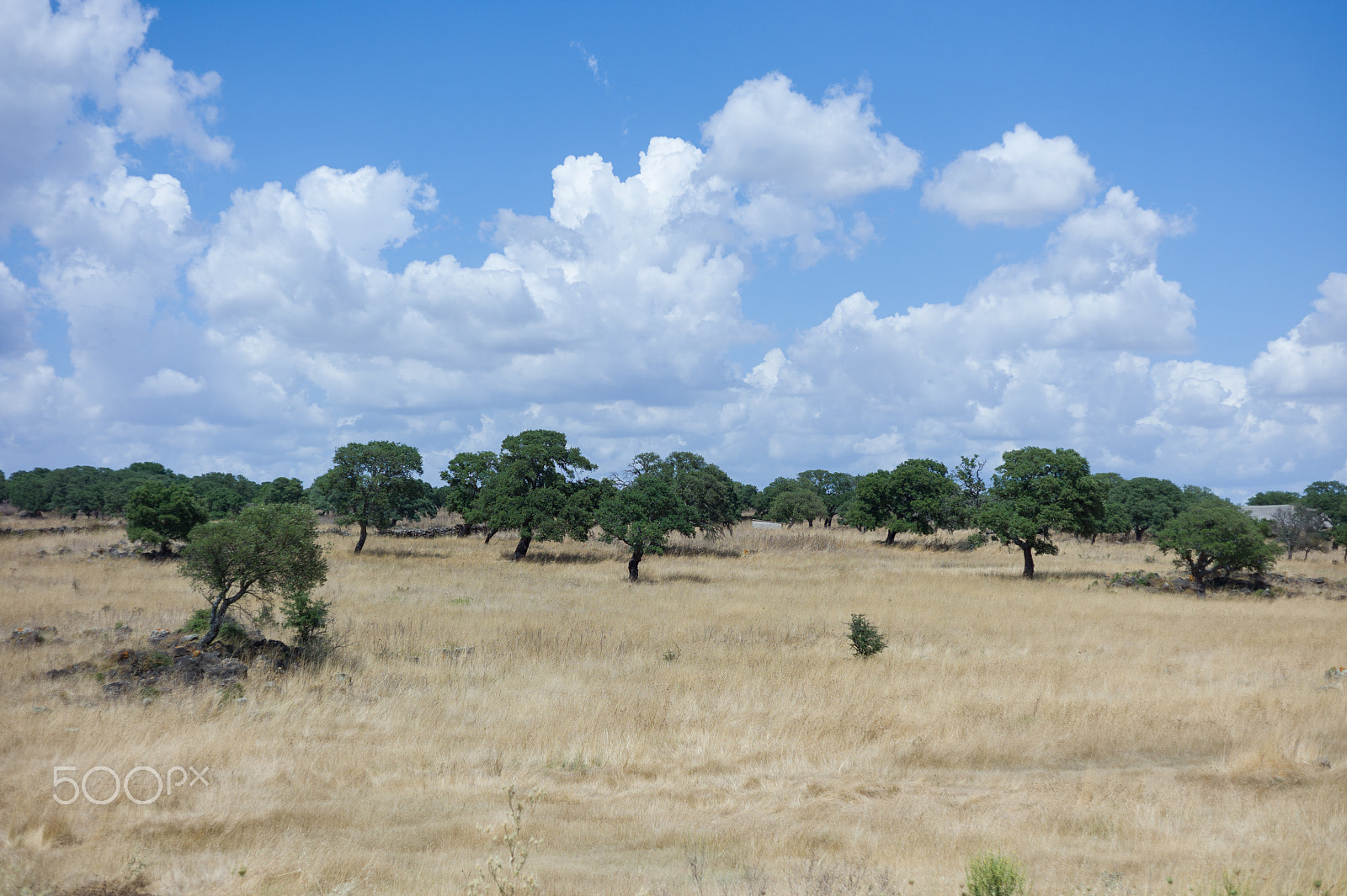 Leica M9 + Summicron-M 50mm f/2 (IV, V) sample photo. Sardinian landscape photography