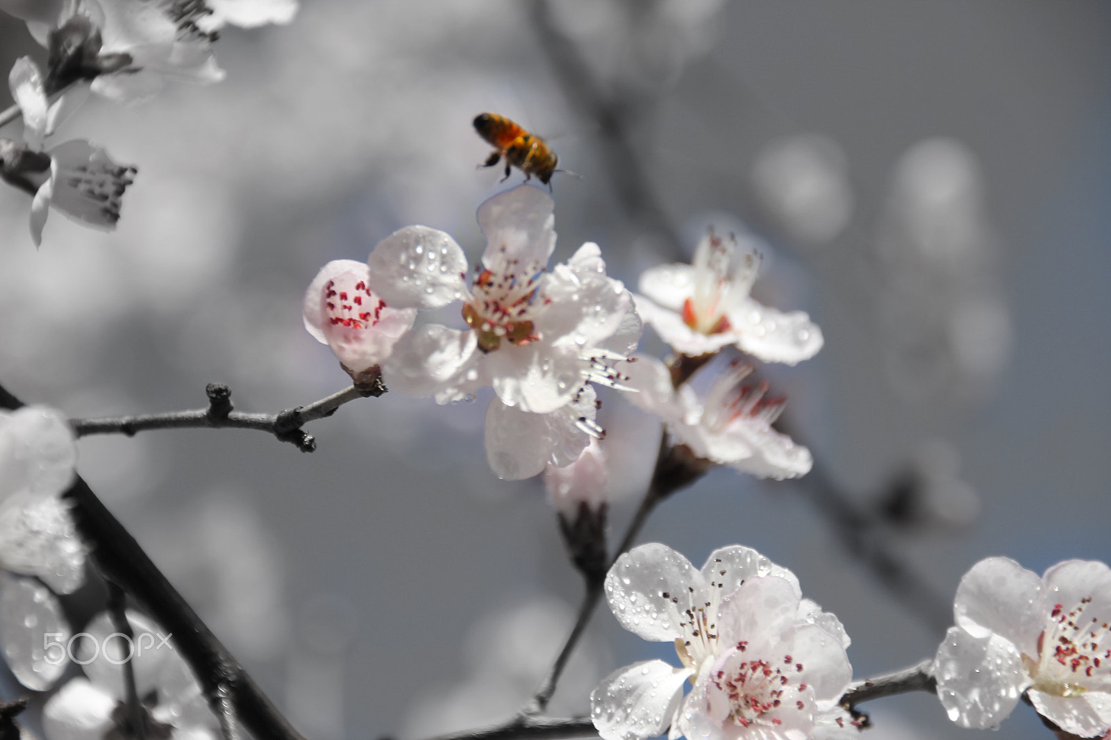 Canon EOS 550D (EOS Rebel T2i / EOS Kiss X4) sample photo. 你的照片 photography