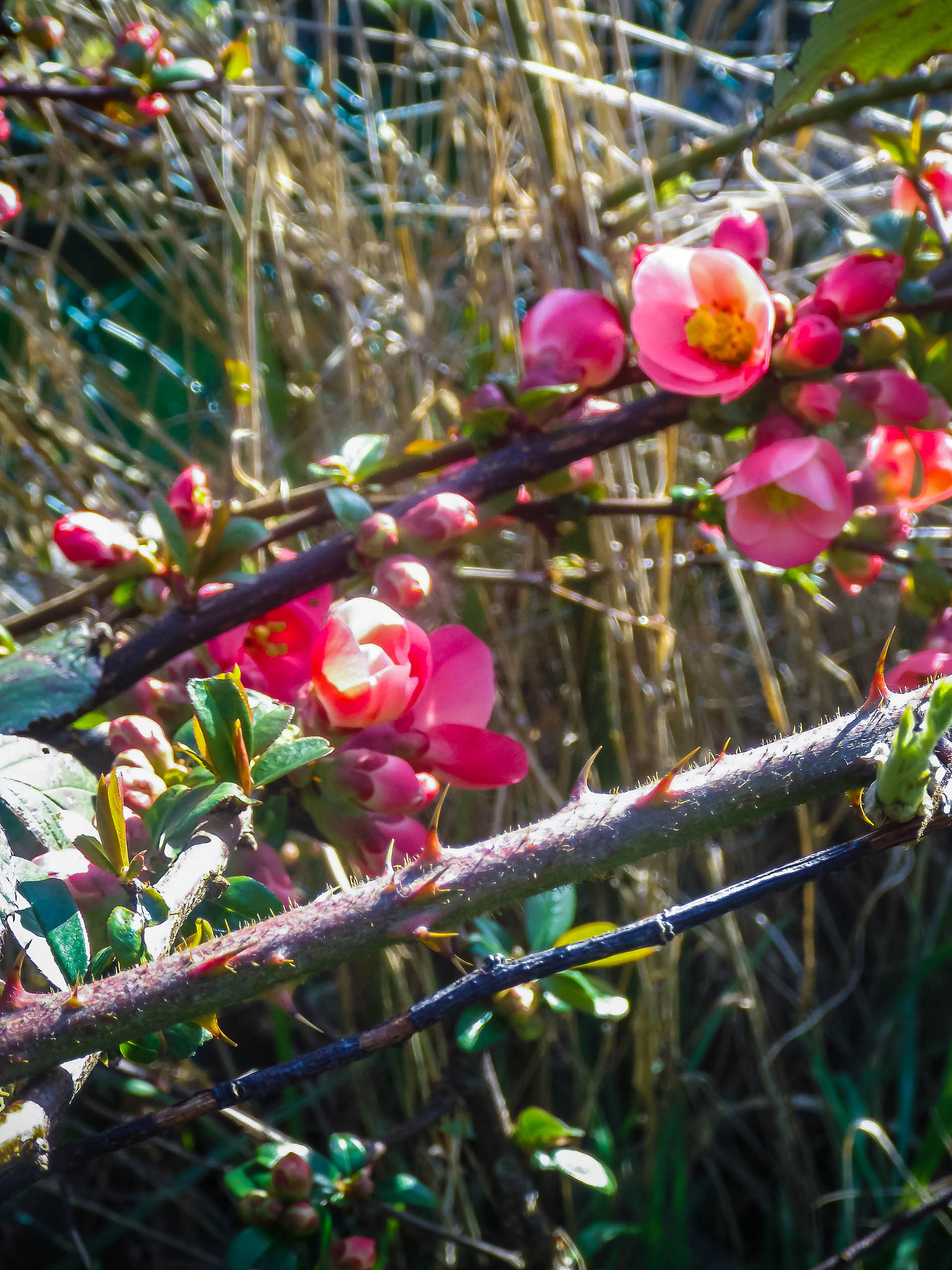 Fujifilm FinePix S4600 sample photo. Fleurs de mûrier photography