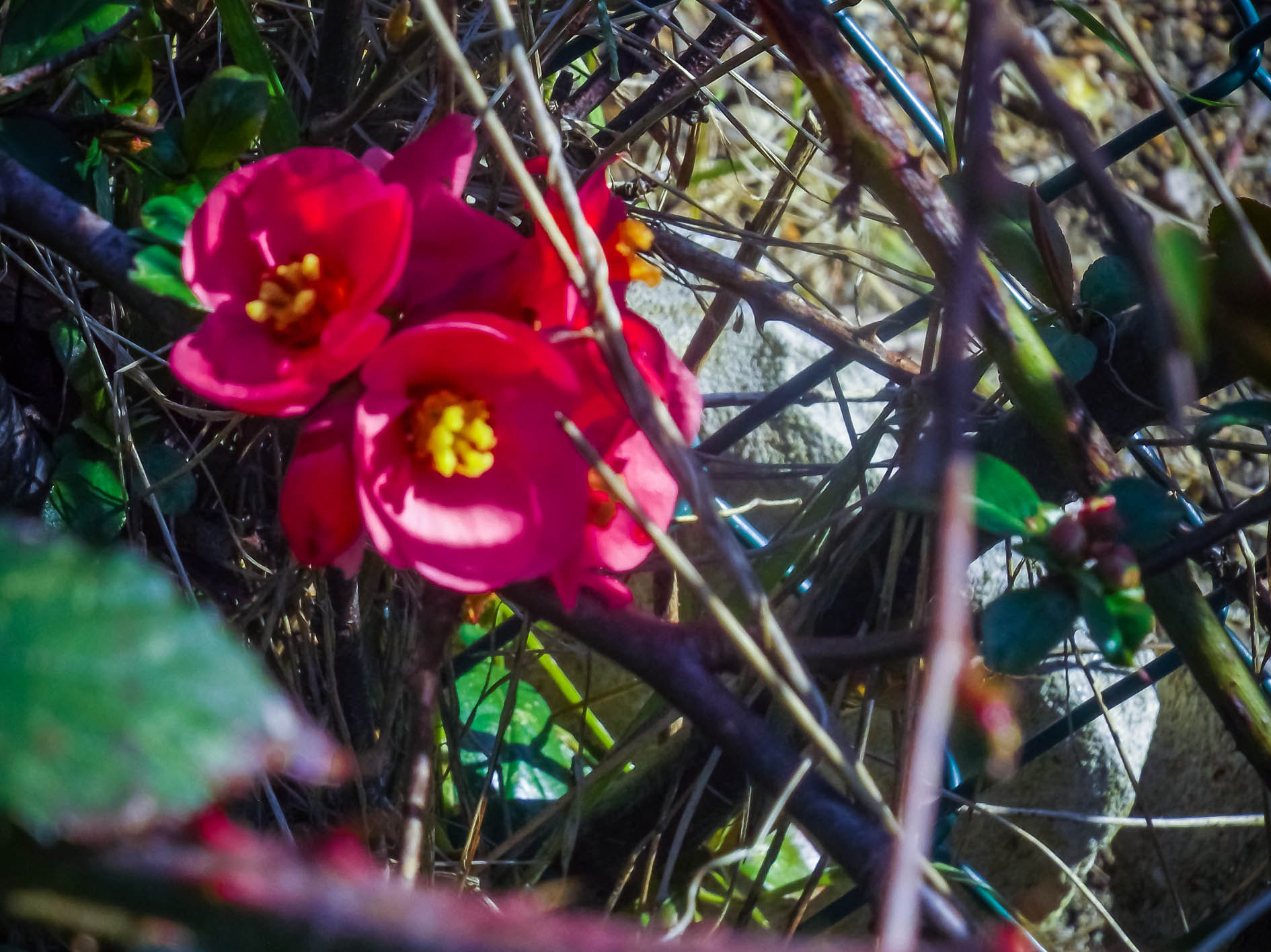 Fujifilm FinePix S4600 sample photo. Fleurs de mûrier 2 photography