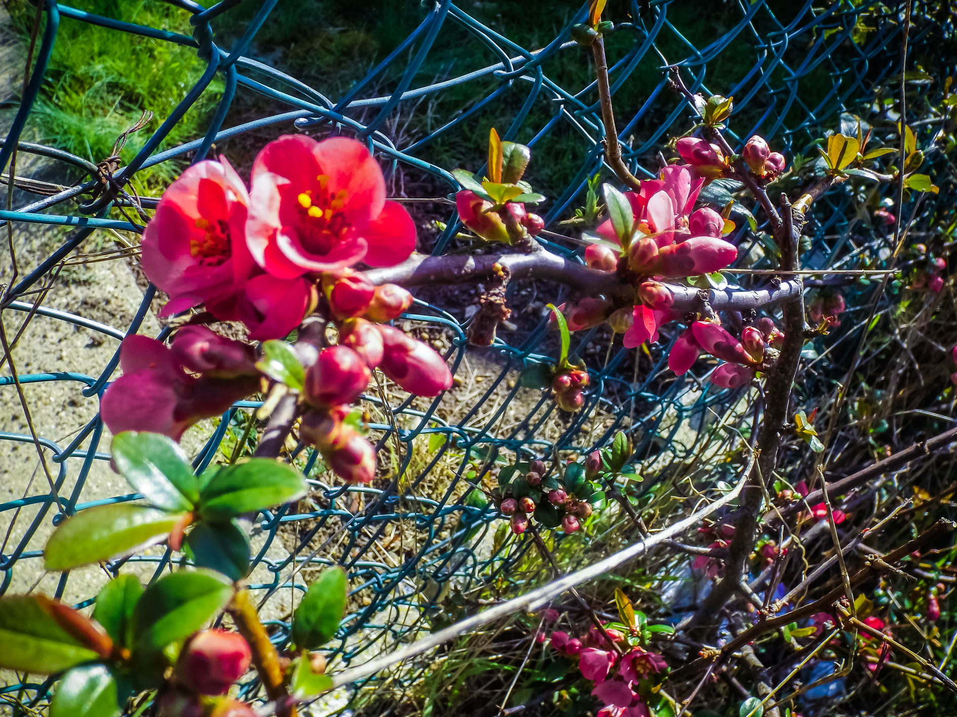 Fujifilm FinePix S4600 sample photo. Fleurs de mûrier 3 photography