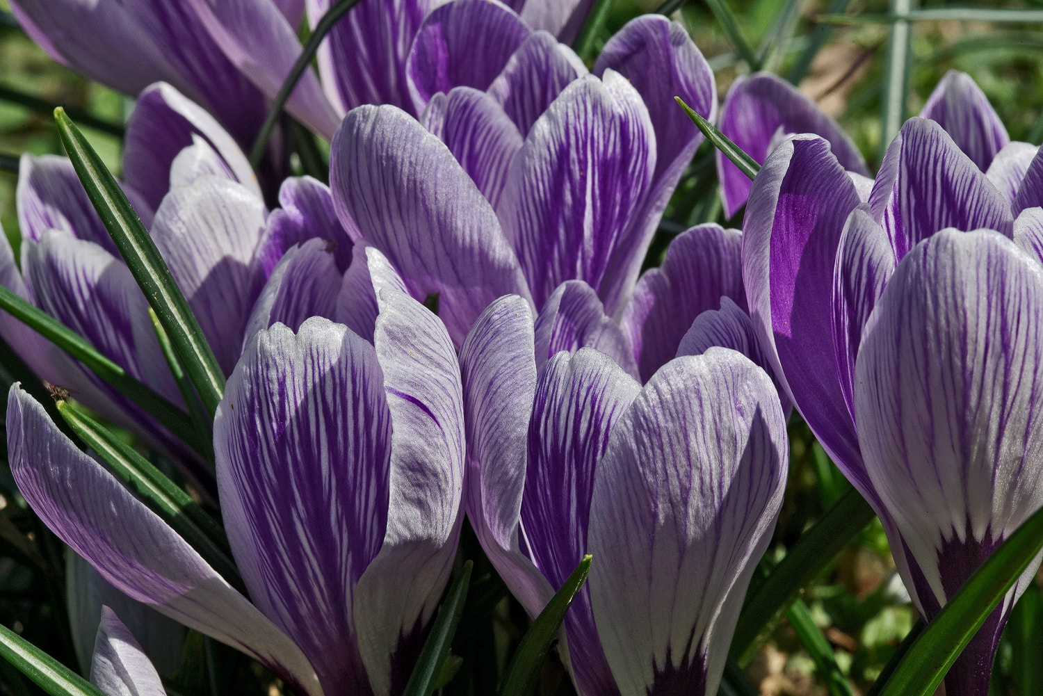 100mm F2.8 SSM sample photo. Purple striped chorus photography
