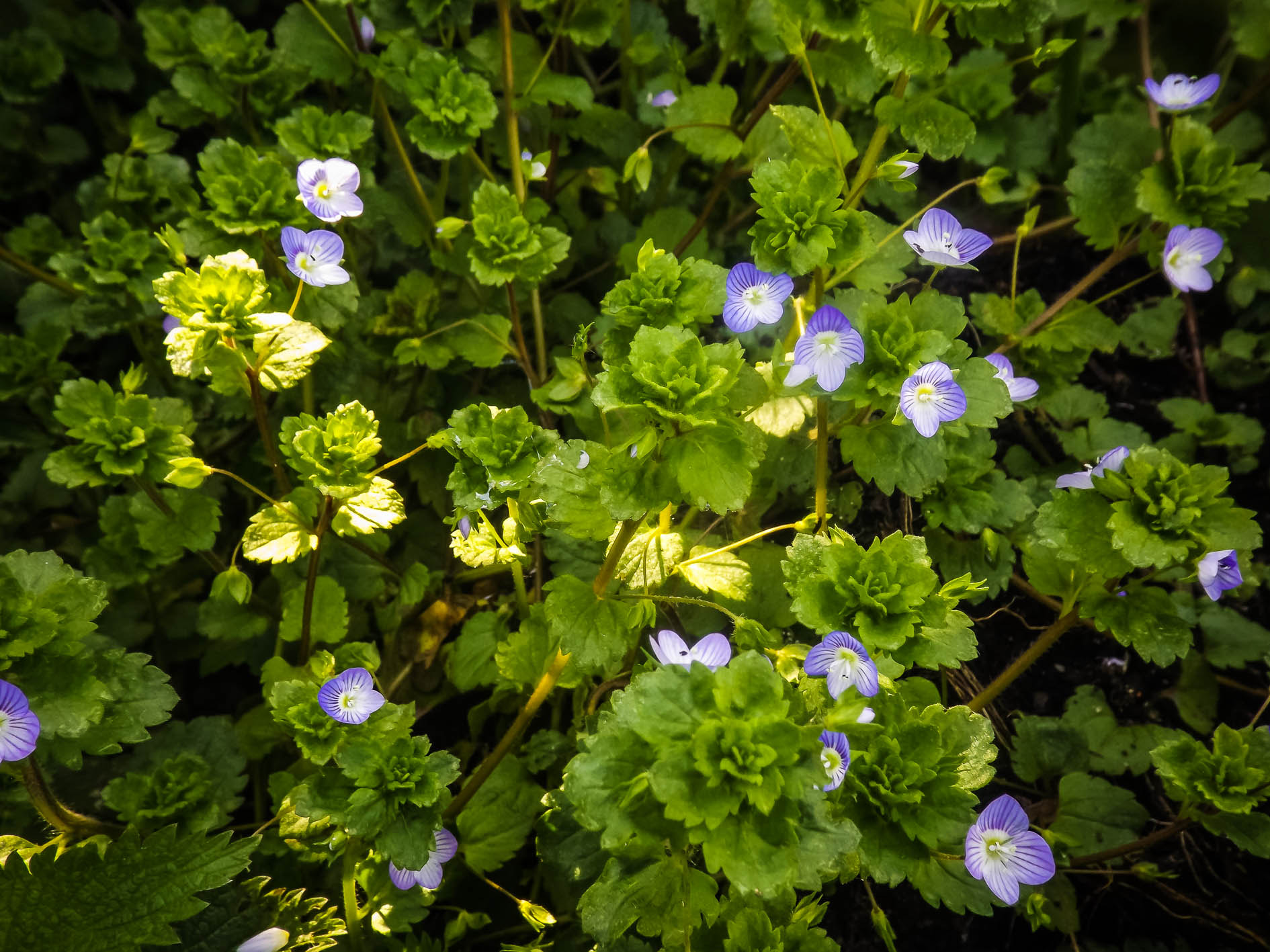 Fujifilm FinePix S4600 sample photo. Fleurs bleues photography