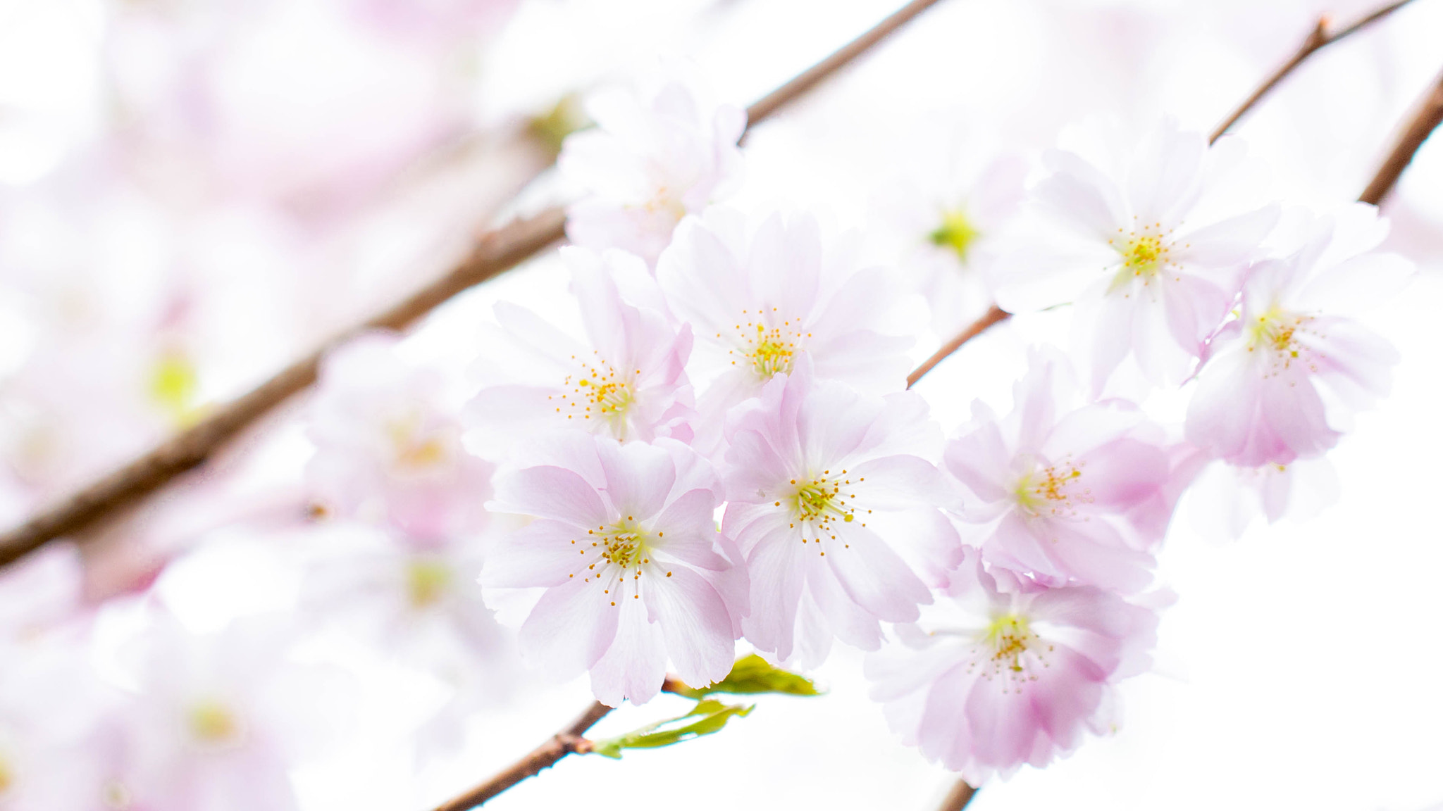 Canon EF 100mm F2.8L Macro IS USM sample photo. Flower burst photography