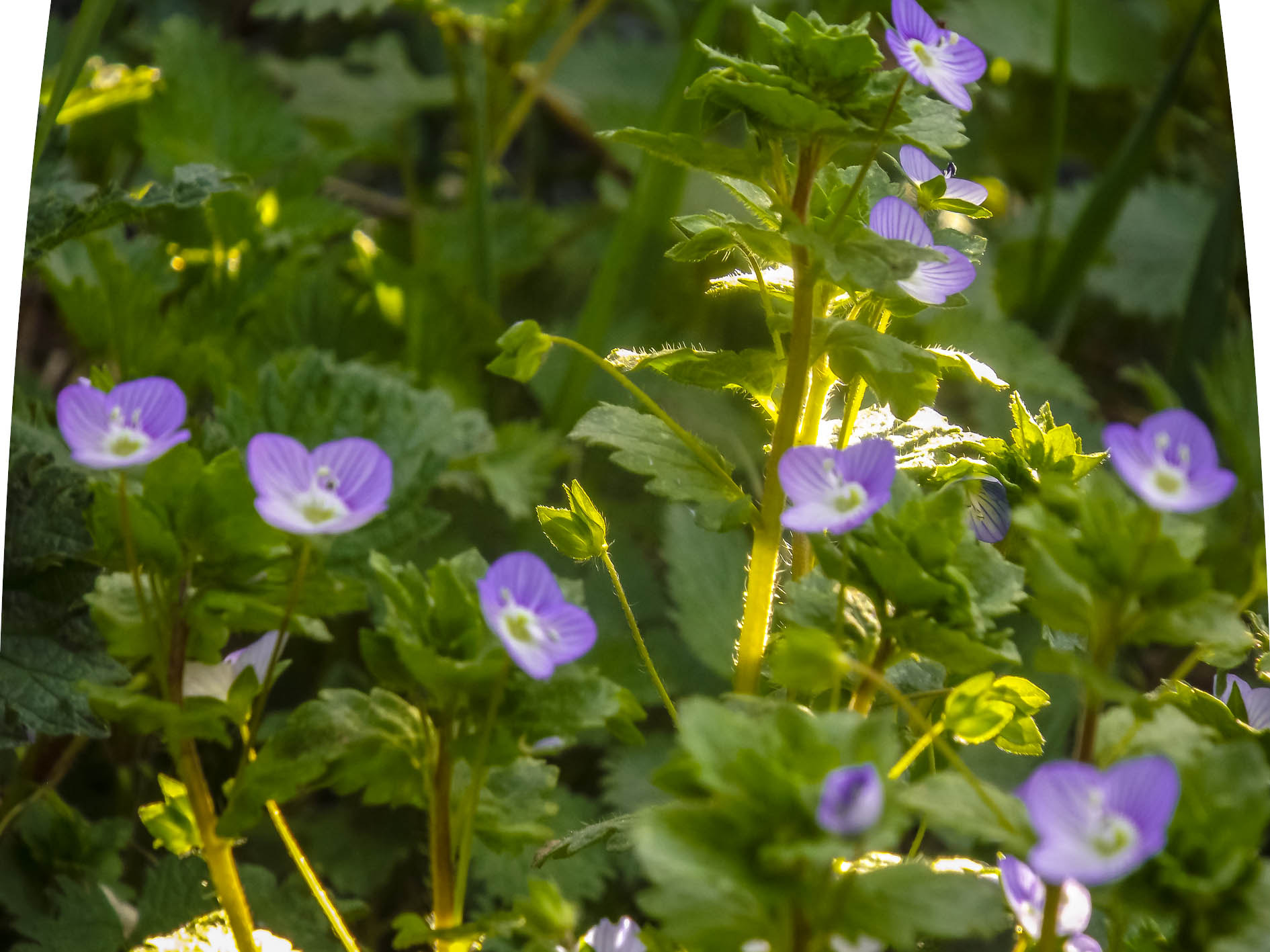 Fujifilm FinePix S4600 sample photo. Fleurs bleues 2 photography