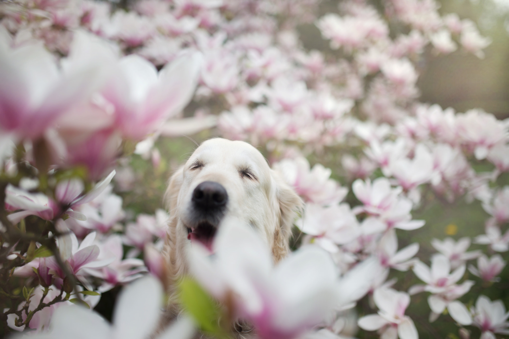 Nikon D610 + Sigma 35mm F1.4 DG HSM Art sample photo. Spring photography