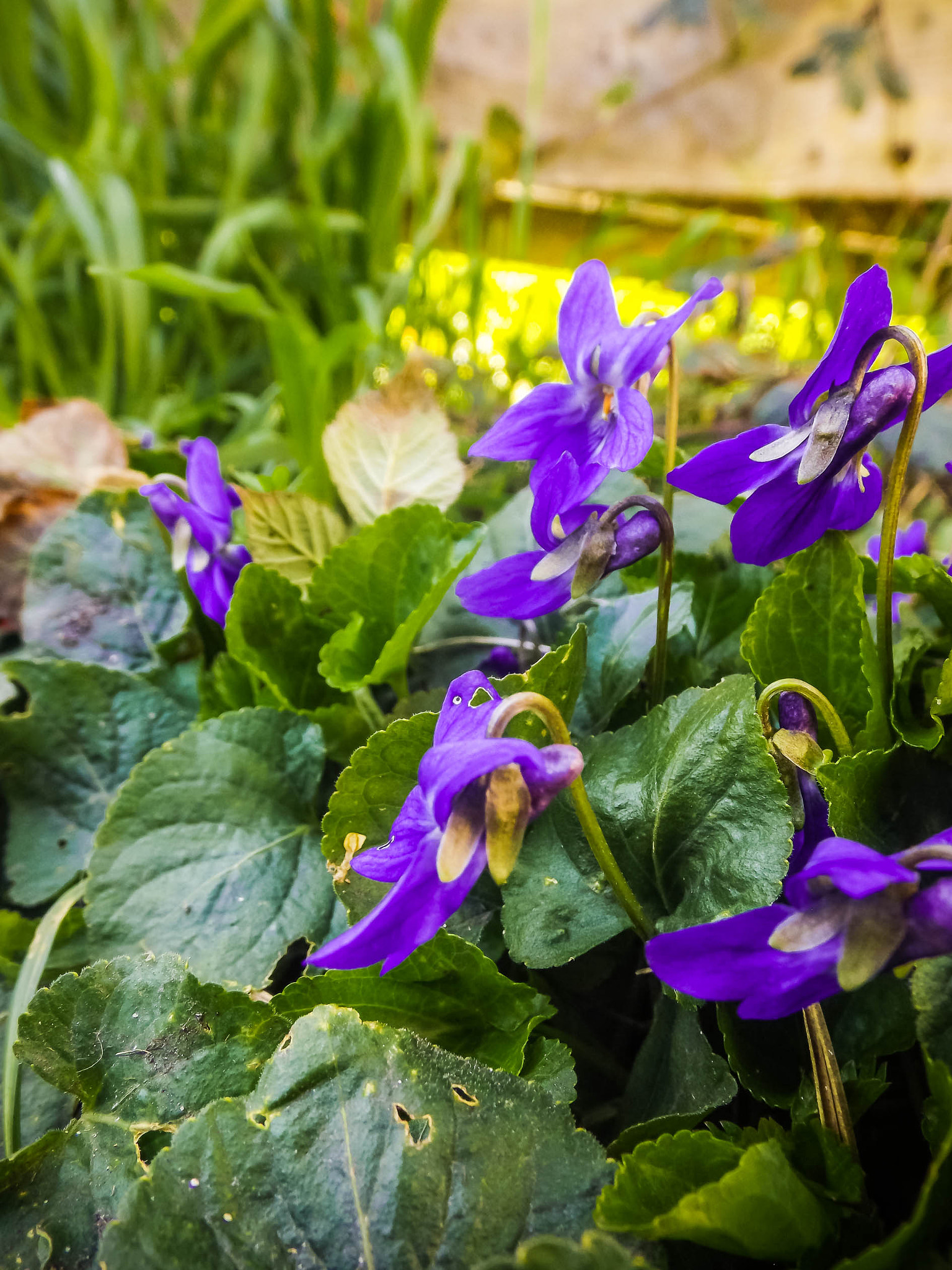 Fujifilm FinePix S4600 sample photo. Fleurs mauves photography