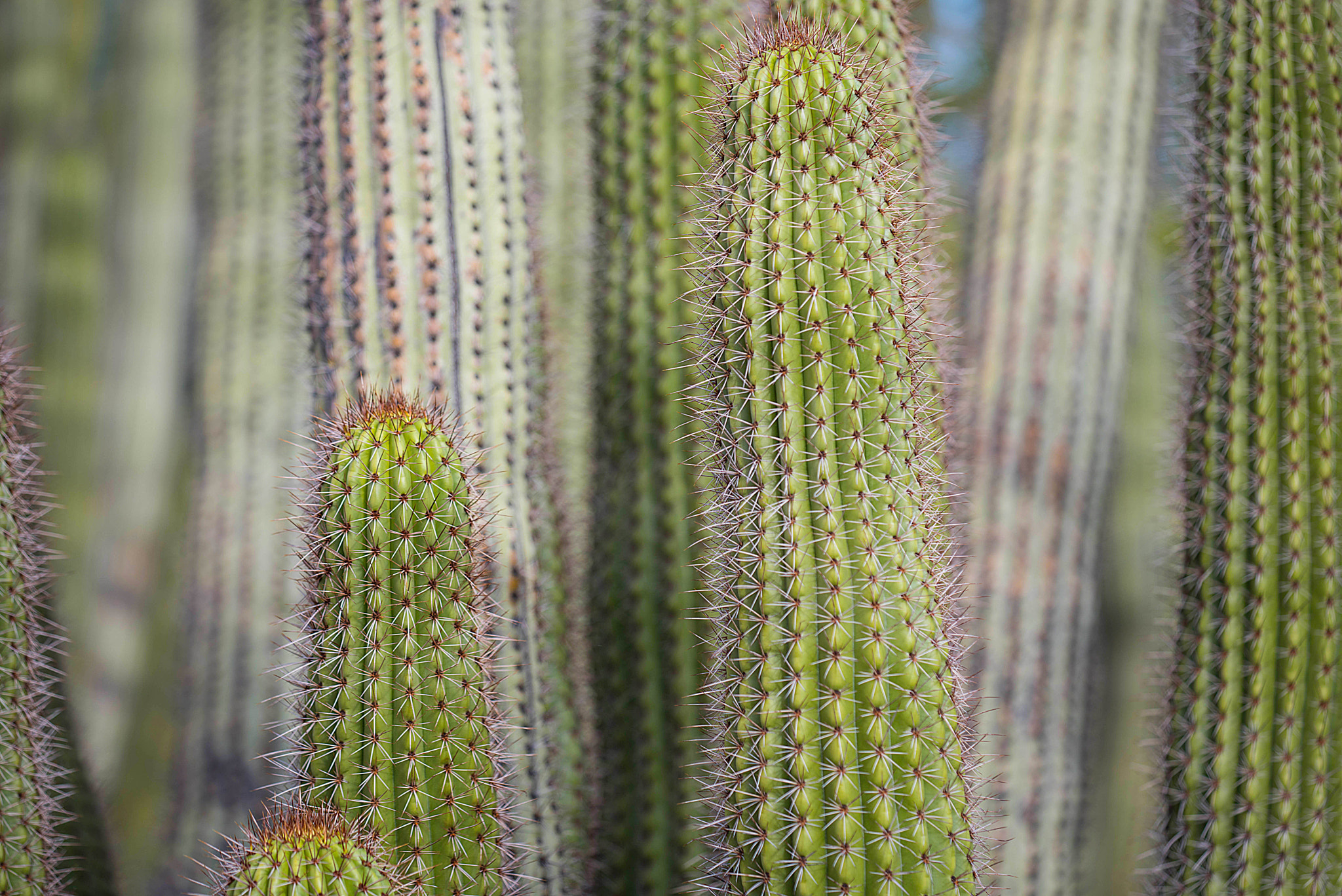 Nikon D810 + Sigma 150mm F2.8 EX DG Macro HSM sample photo. Cactus spring photography