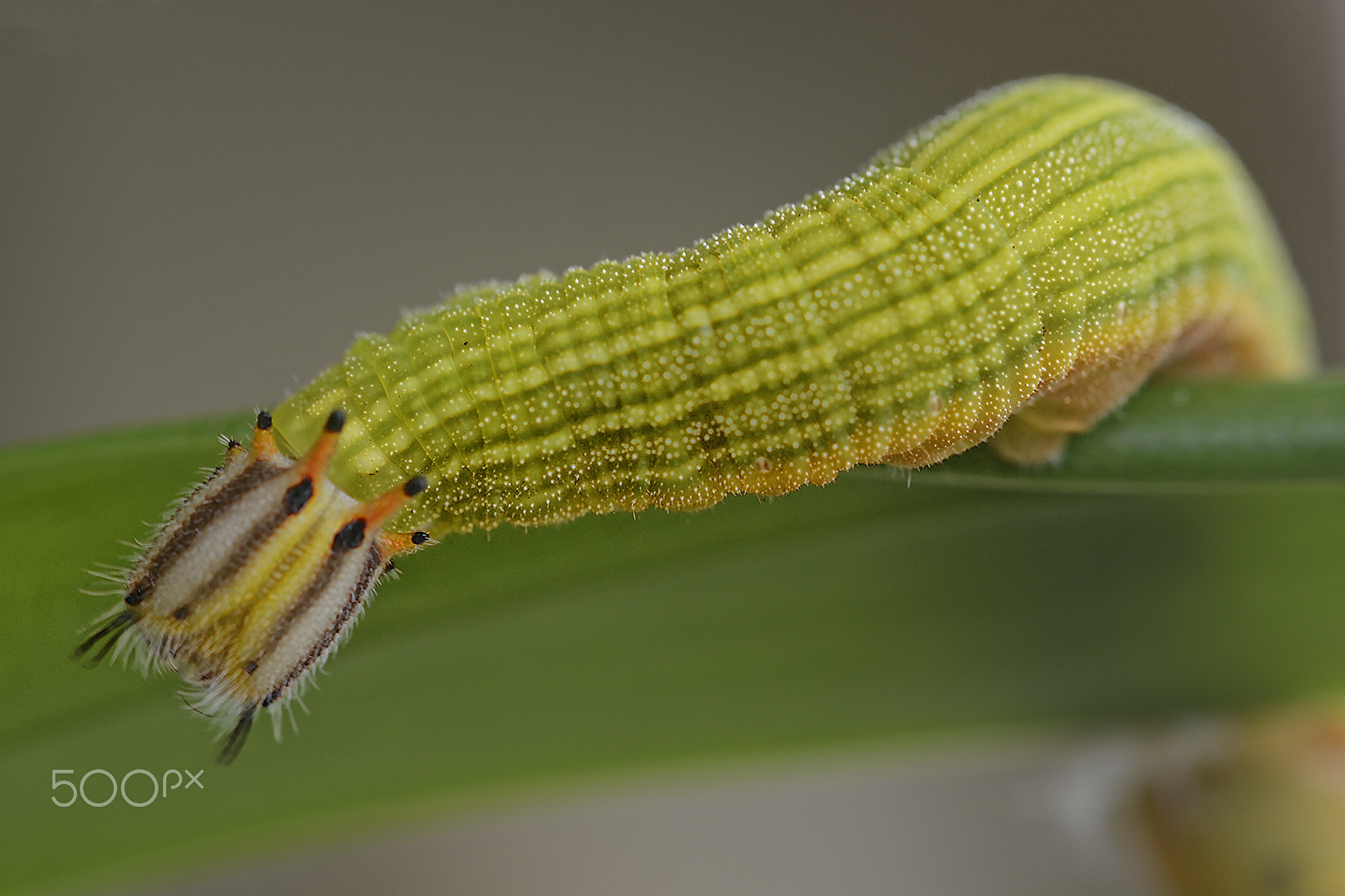 Nikon AF-S Micro-Nikkor 60mm F2.8G ED sample photo. Lagarta de chifres -strange horned caterpillar photography