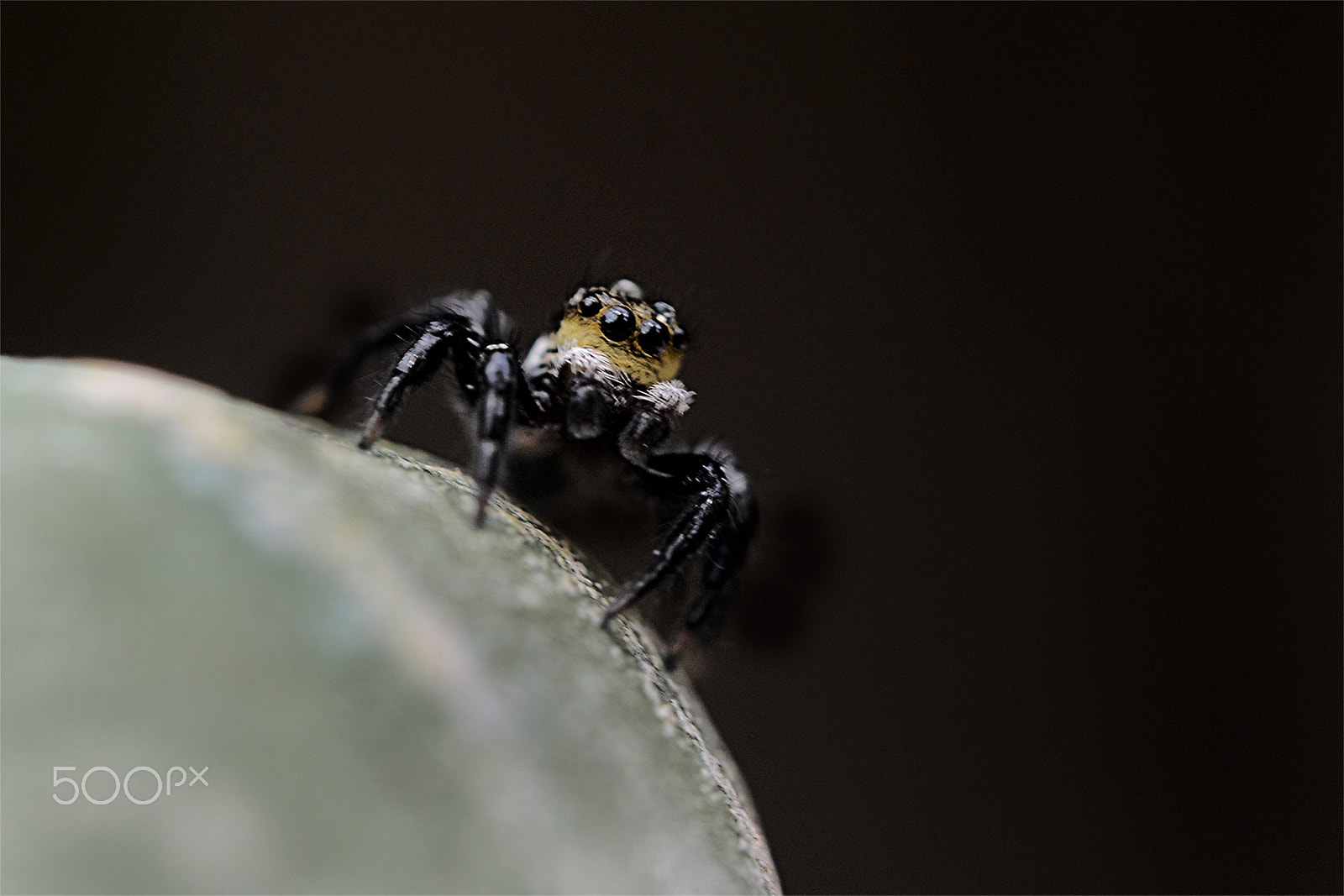 Nikon AF-S Micro-Nikkor 60mm F2.8G ED sample photo. Minuscula aranha -garden spider photography