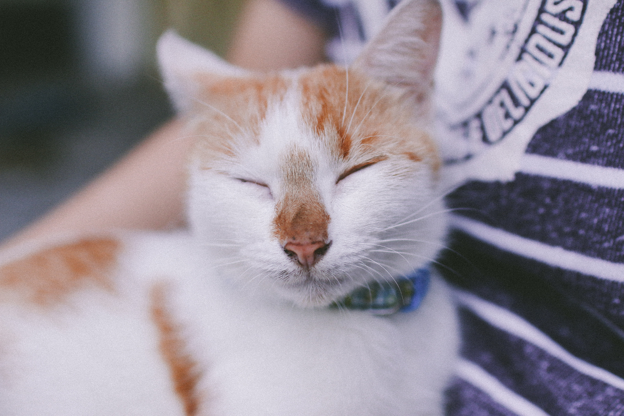 Sigma 30mm F1.4 EX DC HSM sample photo. Cat in home photography