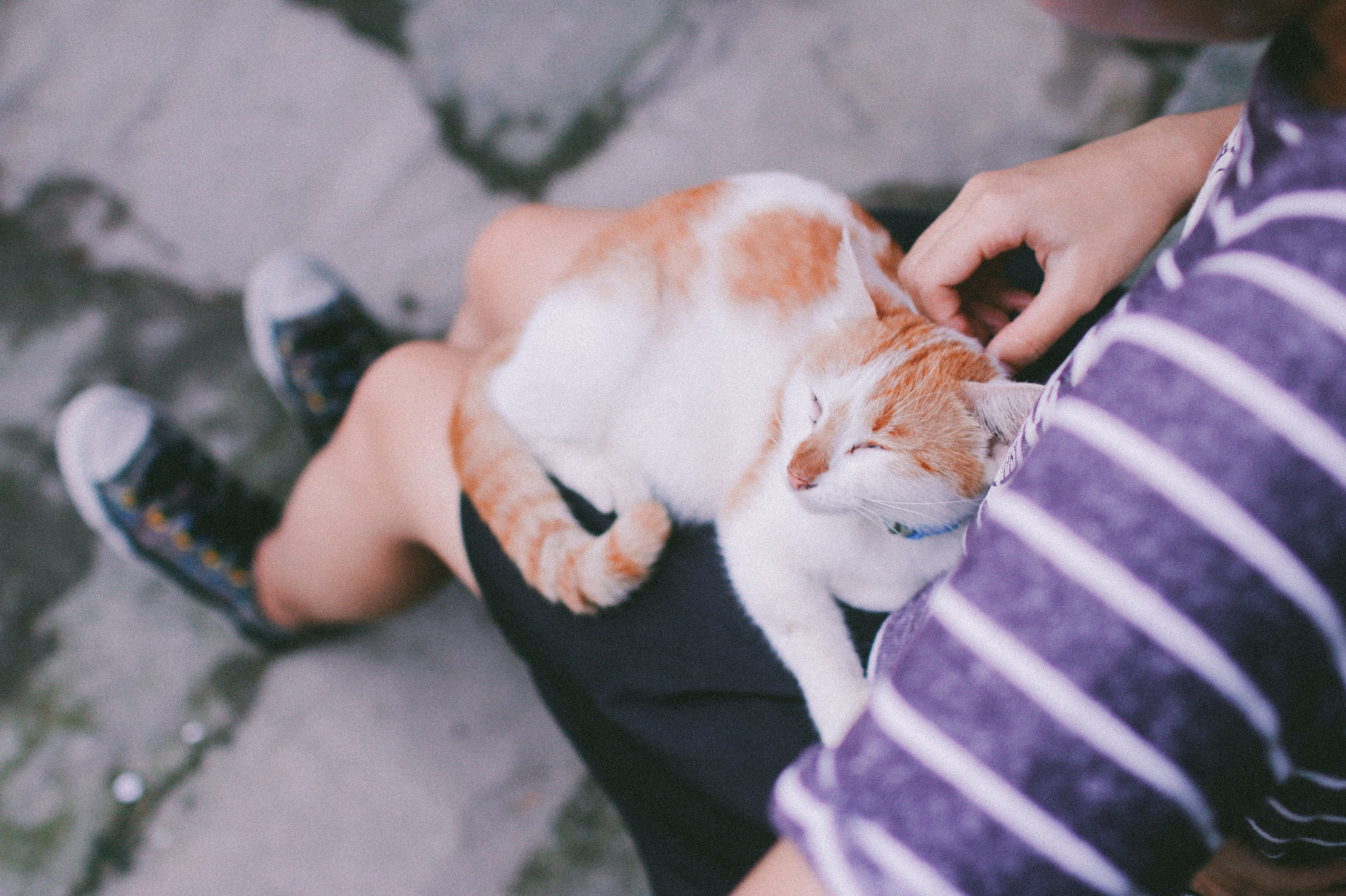 Sigma 30mm F1.4 EX DC HSM sample photo. Cat in home photography