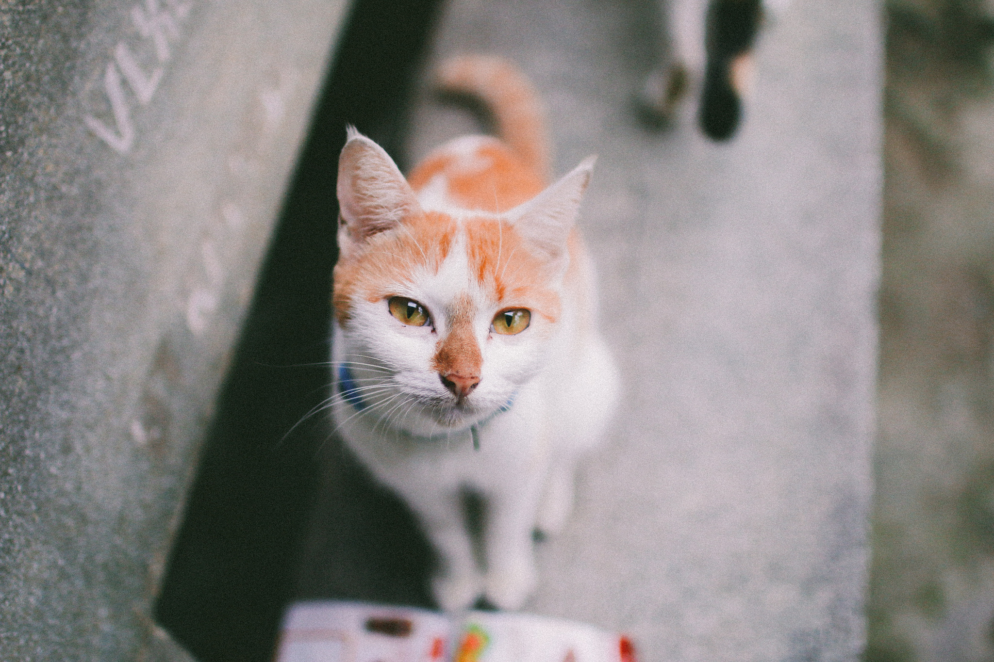 Sigma 30mm F1.4 EX DC HSM sample photo. Cat in home photography