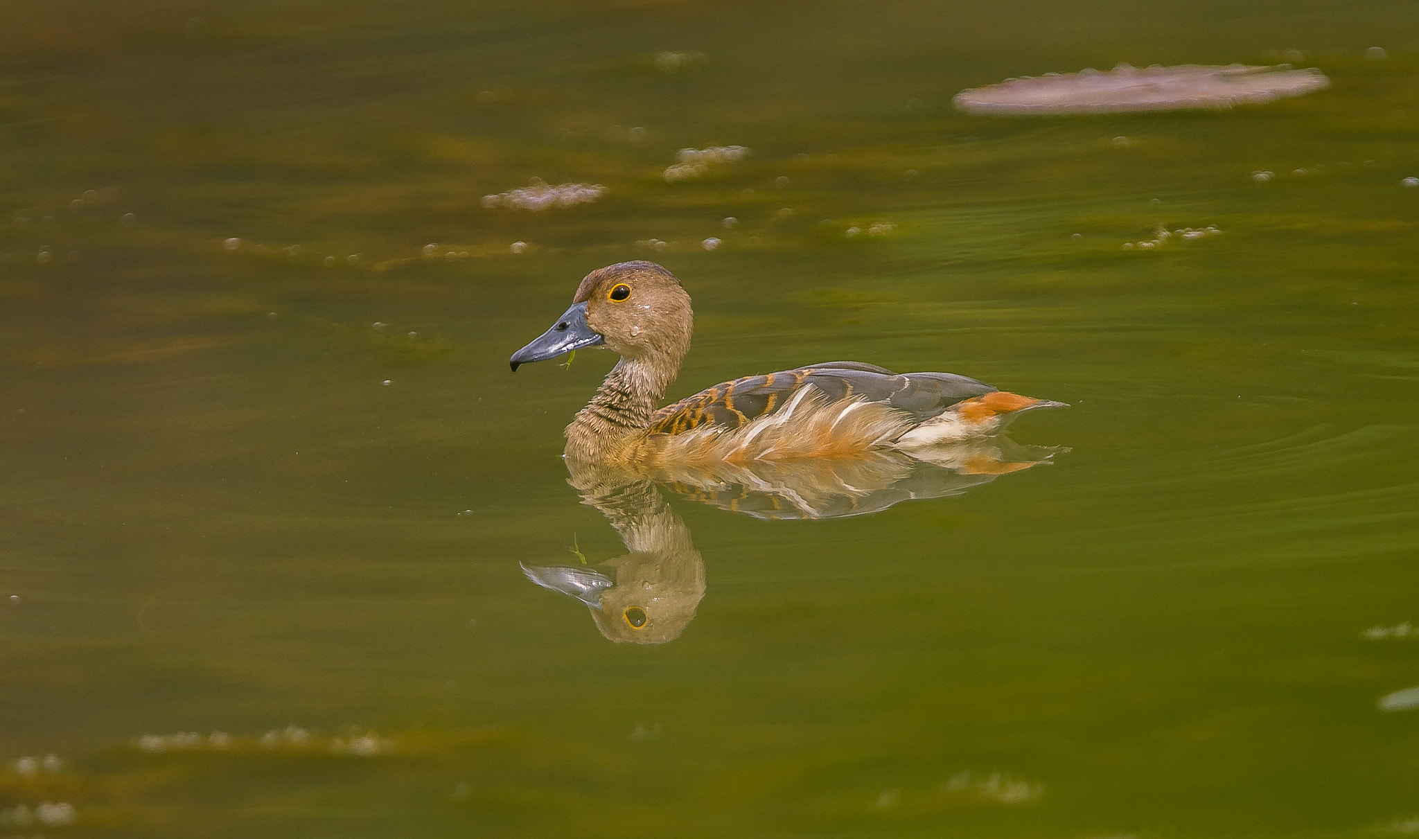 Canon EF 300mm F2.8L IS USM sample photo. Duck photography