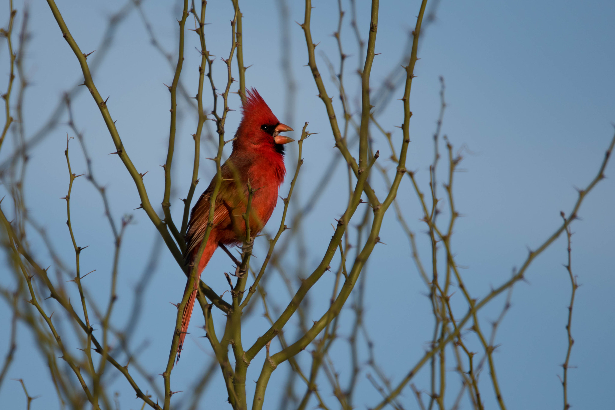 Nikon D810 sample photo. A cardinals spring photography