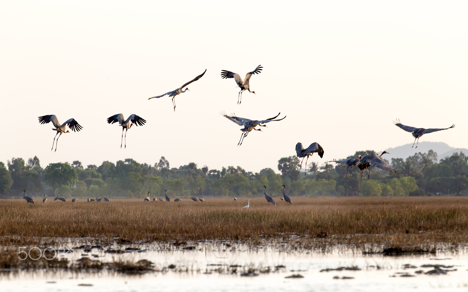 Canon EF 70-200mm F2.8L USM sample photo. Sarus crane - the tallest flying birds photography