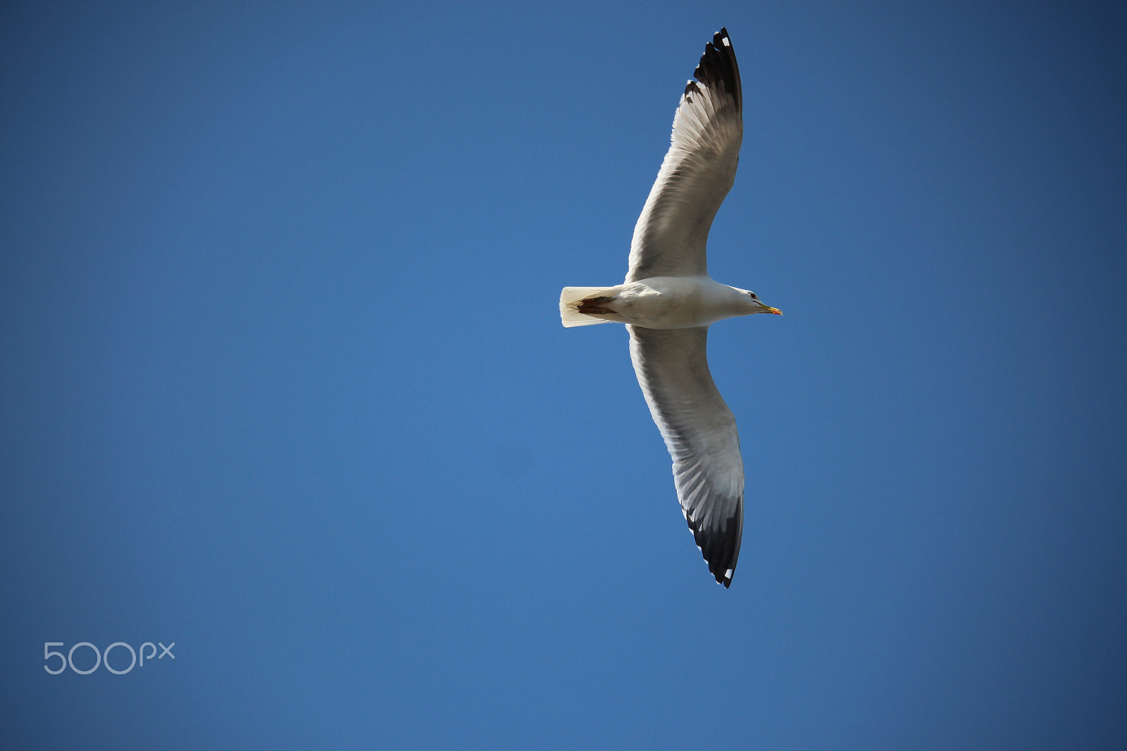 Canon EF-S 55-250mm F4-5.6 IS STM sample photo. Flying seagull photography