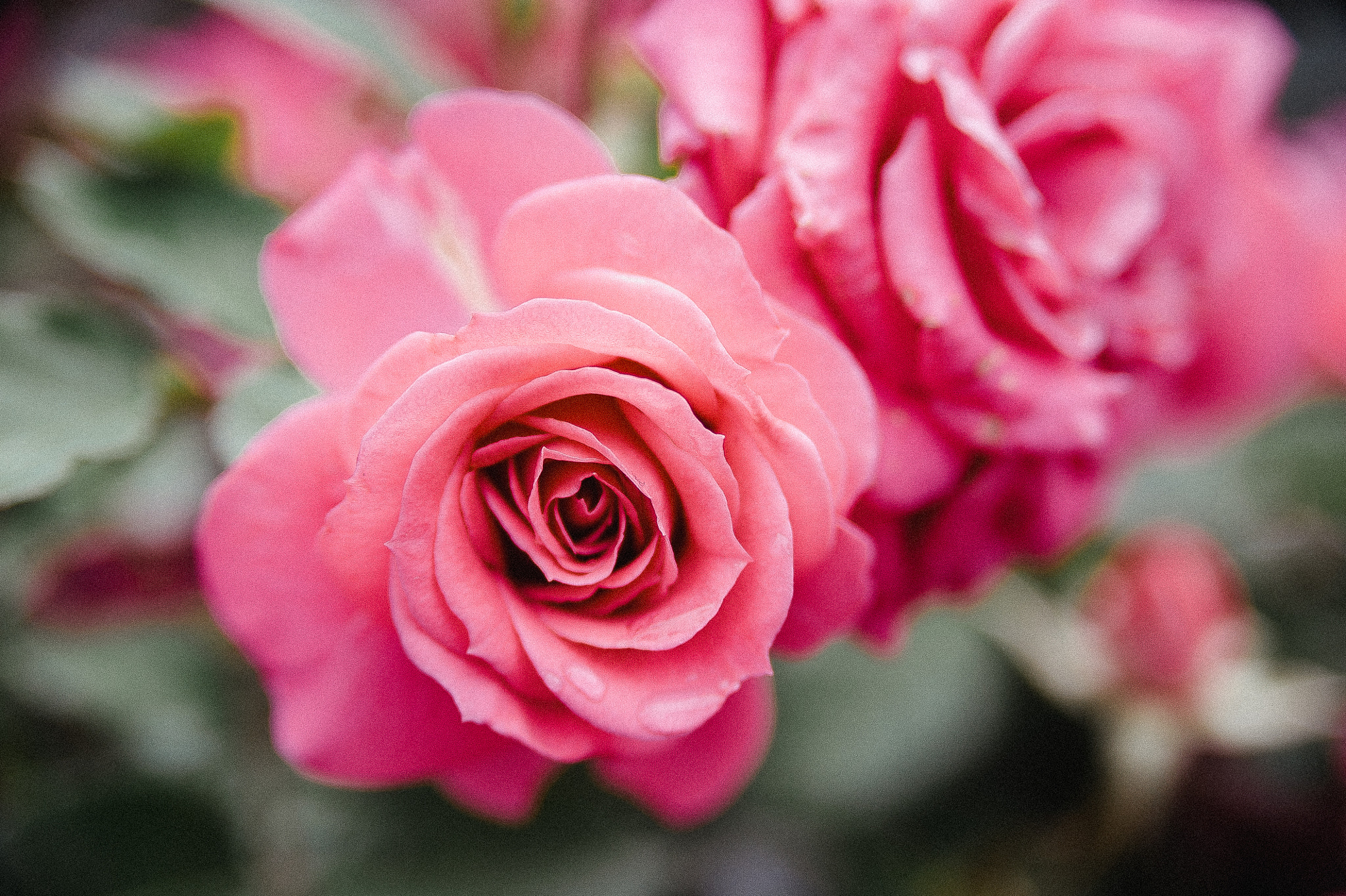 AF Zoom-Nikkor 28-105mm f/3.5-4.5D IF sample photo. Roses photography