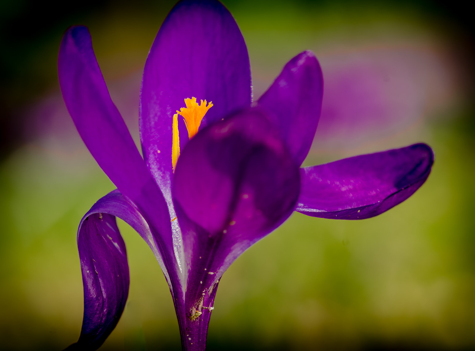 Sony SLT-A58 + 105mm F2.8 sample photo. Crocus photography