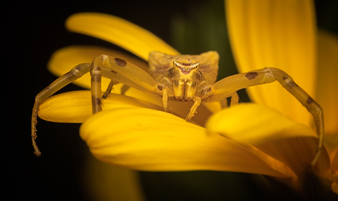 Canon EF-S 60mm F2.8 Macro USM sample photo. Yellow scenes #2. crabspider photography