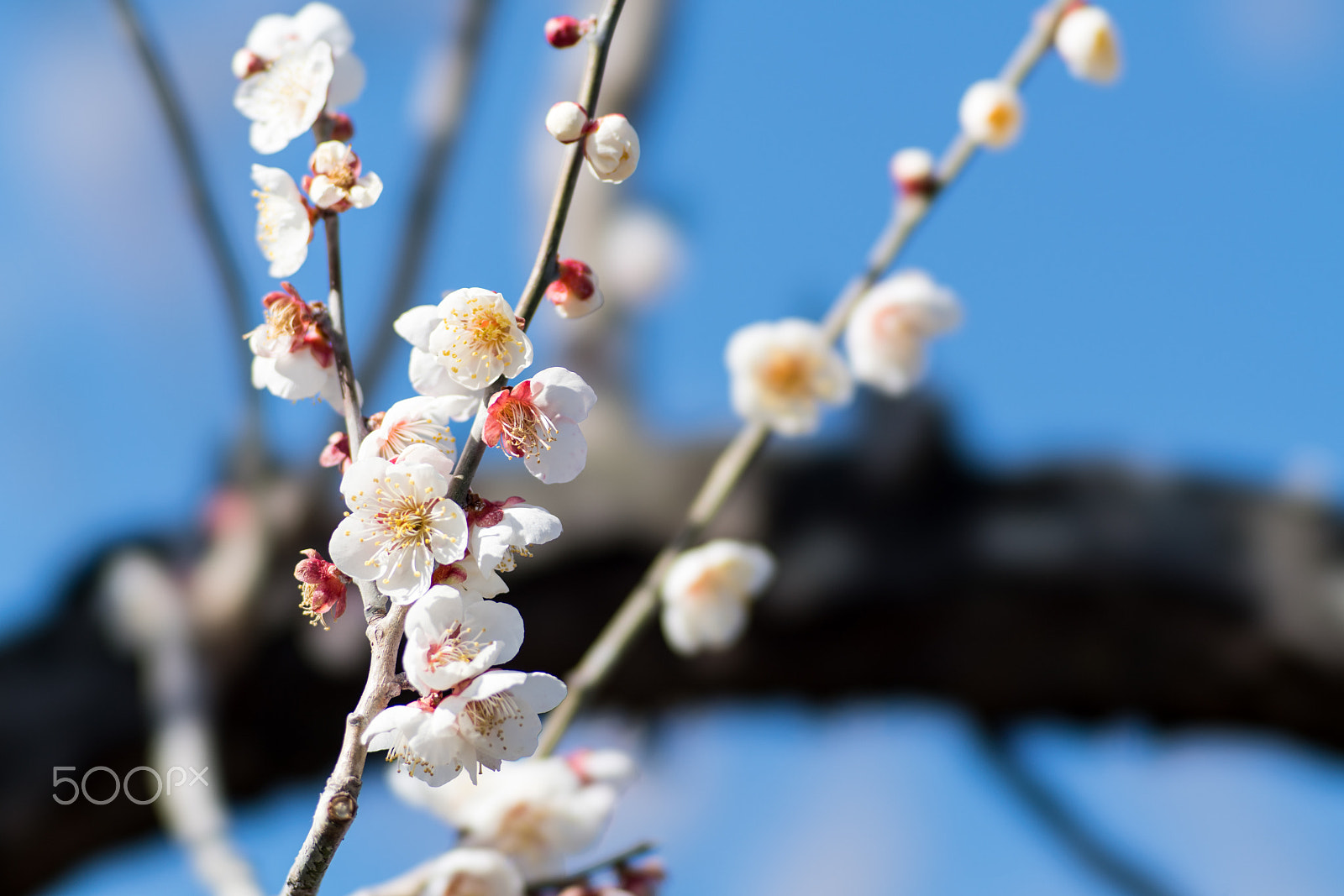 Sony 135mm F2.8 [T4.5] STF sample photo. Plum-blossoms photography
