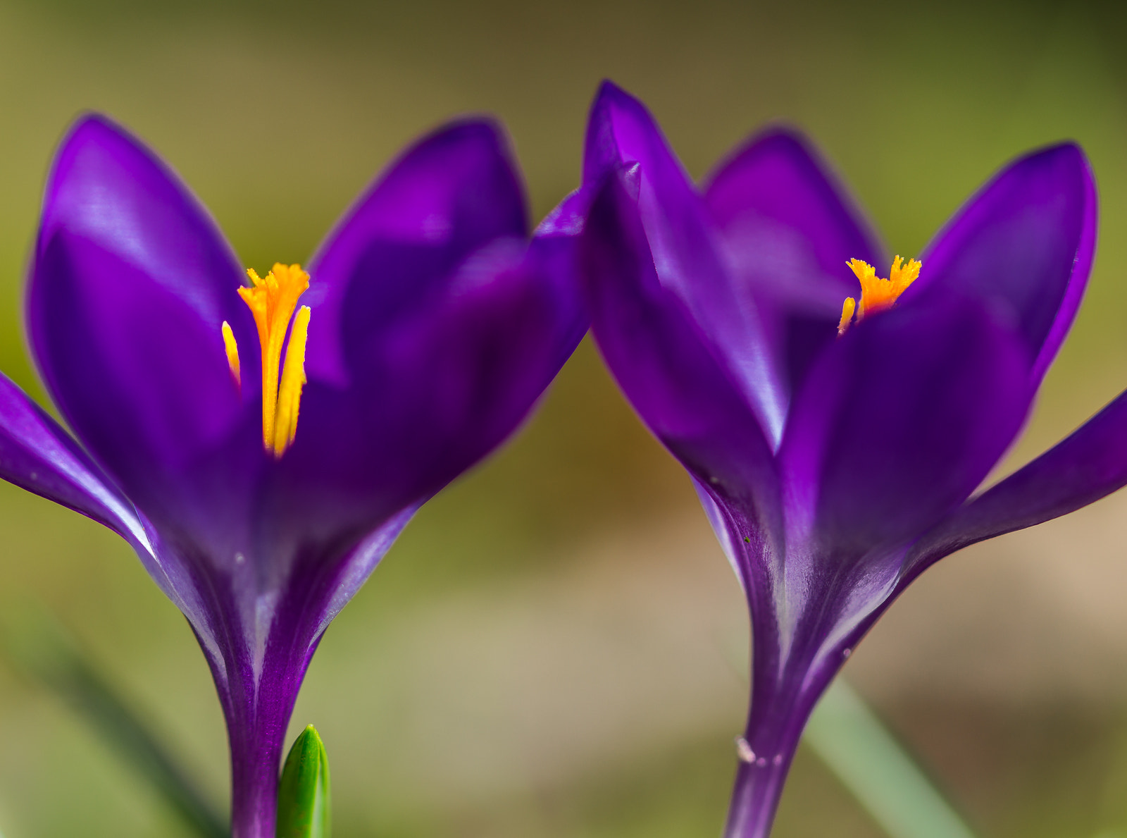 Sony SLT-A58 + 105mm F2.8 sample photo. Twins photography