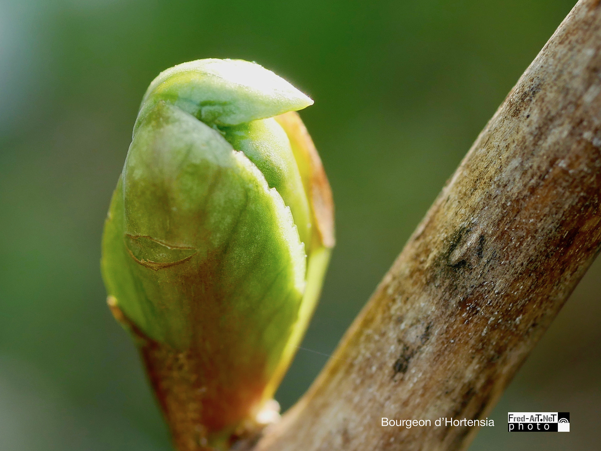 Panasonic Lumix G Macro 30mm F2.8 ASPH Mega OIS sample photo. Bourgeon d'h...... photography