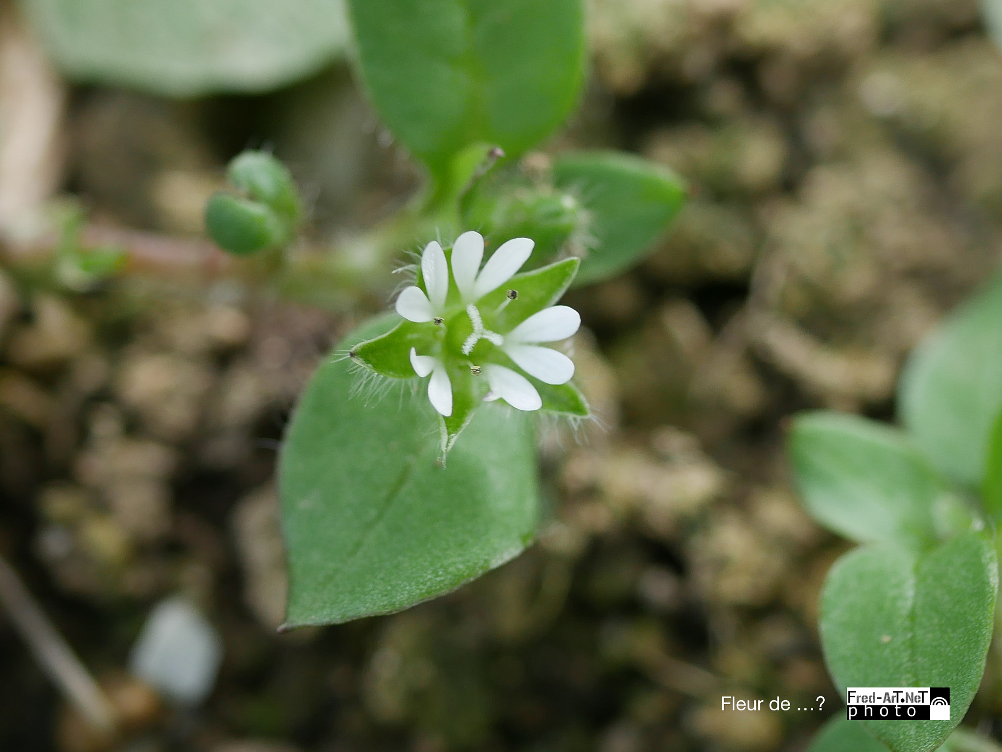 Panasonic DMC-G70 + Panasonic Lumix G Macro 30mm F2.8 ASPH Mega OIS sample photo. F de rien...? photography