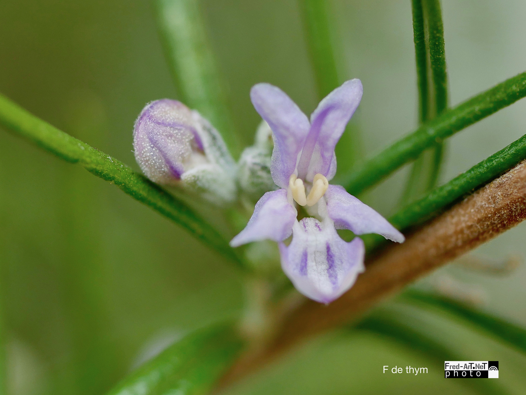 Panasonic Lumix G Macro 30mm F2.8 ASPH Mega OIS sample photo. De bon thym... photography