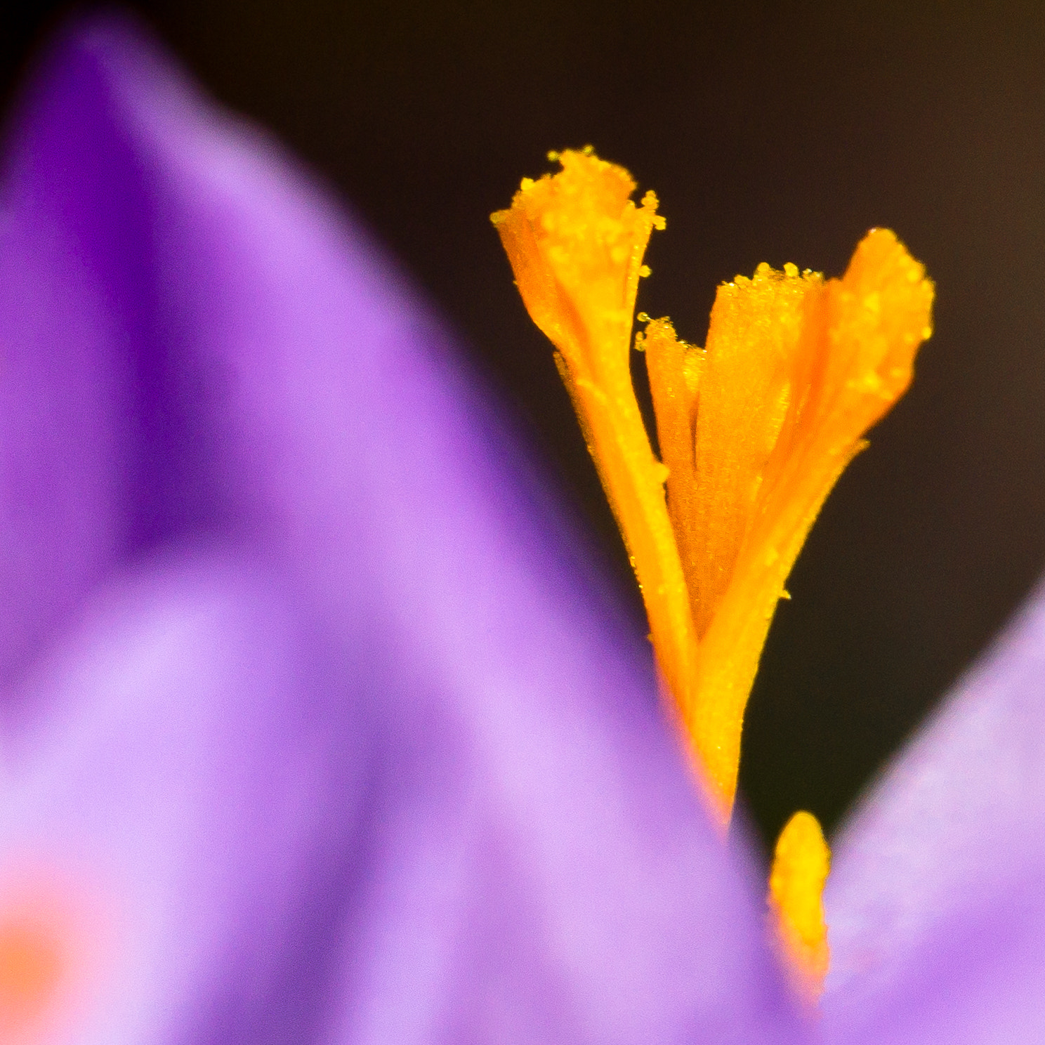 Sony SLT-A58 + 105mm F2.8 sample photo. Krokusstamper photography