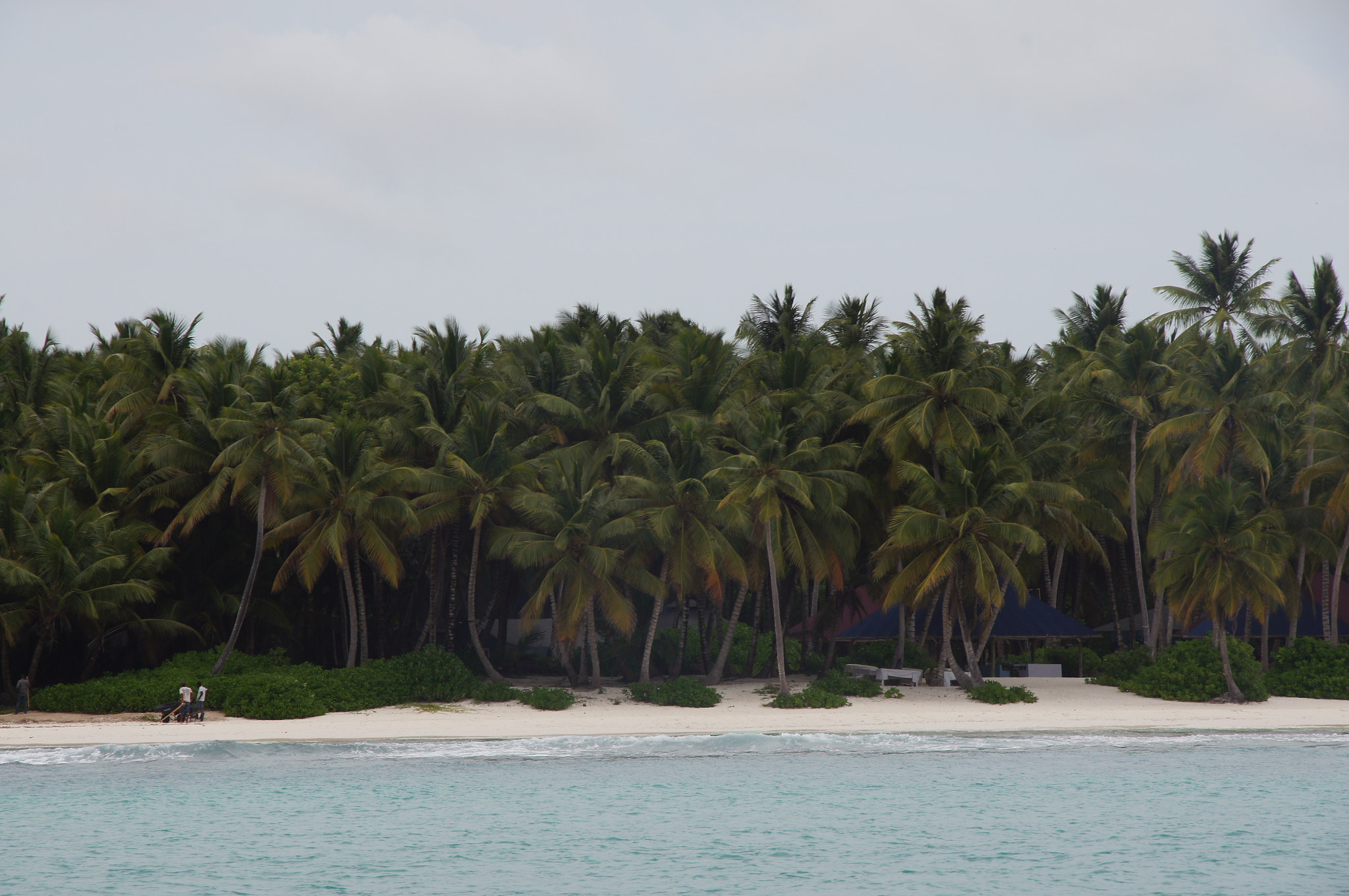 Sony DT 18-250mm F3.5-6.3 sample photo. Tree line - punta cana photography