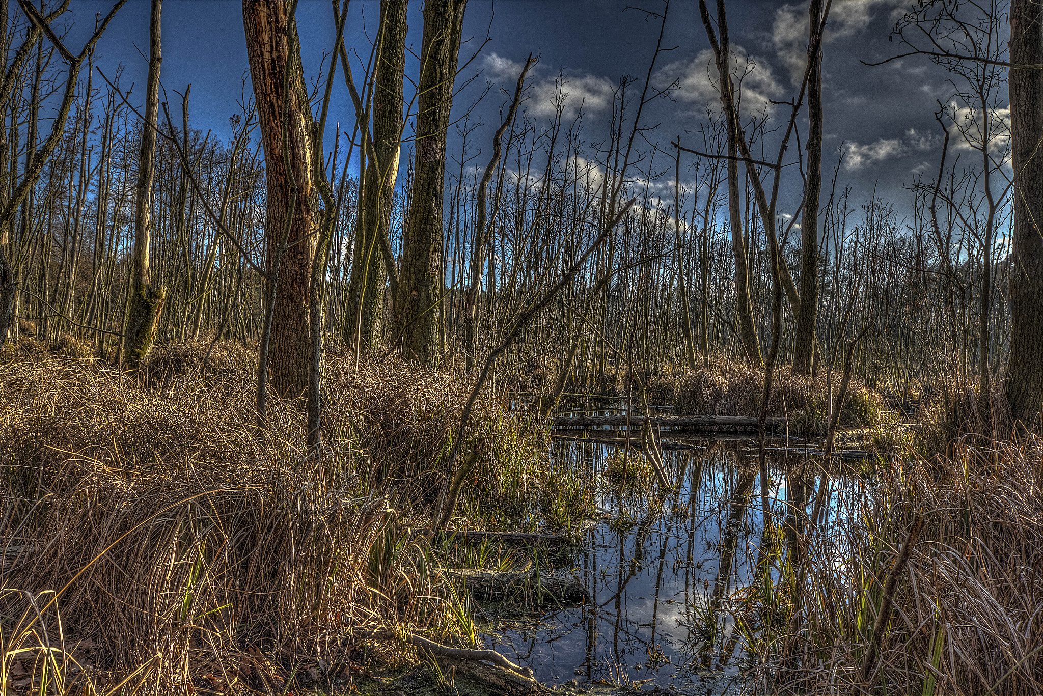 Canon EOS 700D (EOS Rebel T5i / EOS Kiss X7i) + Sigma 10-20mm F4-5.6 EX DC HSM sample photo. Sumpflandschaft photography