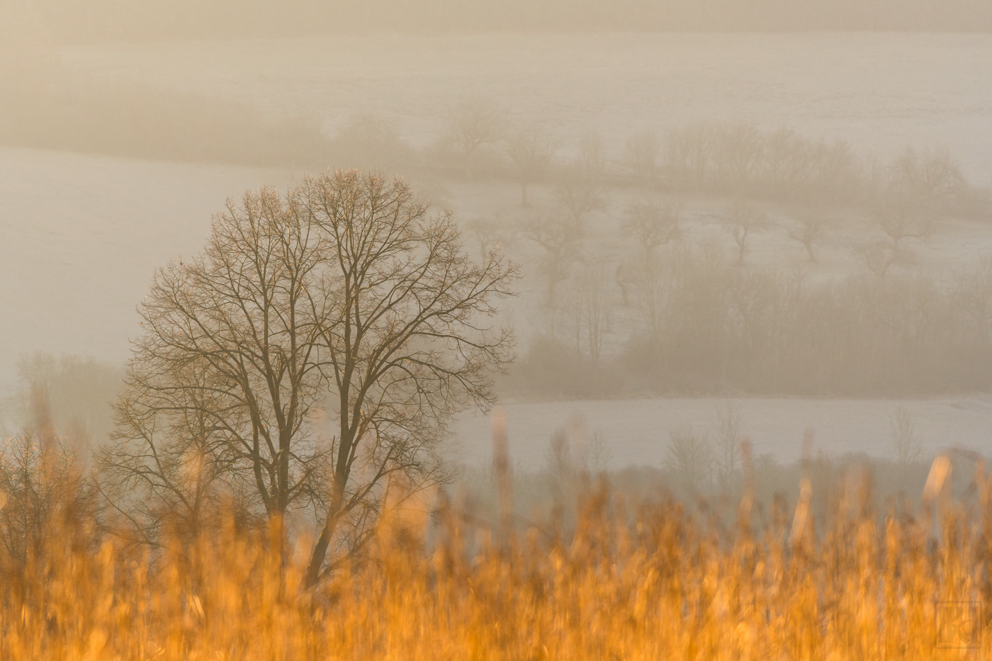 Nikon Nikkor AF-S 300mm F4E PF ED VR sample photo. Golden morning sun photography