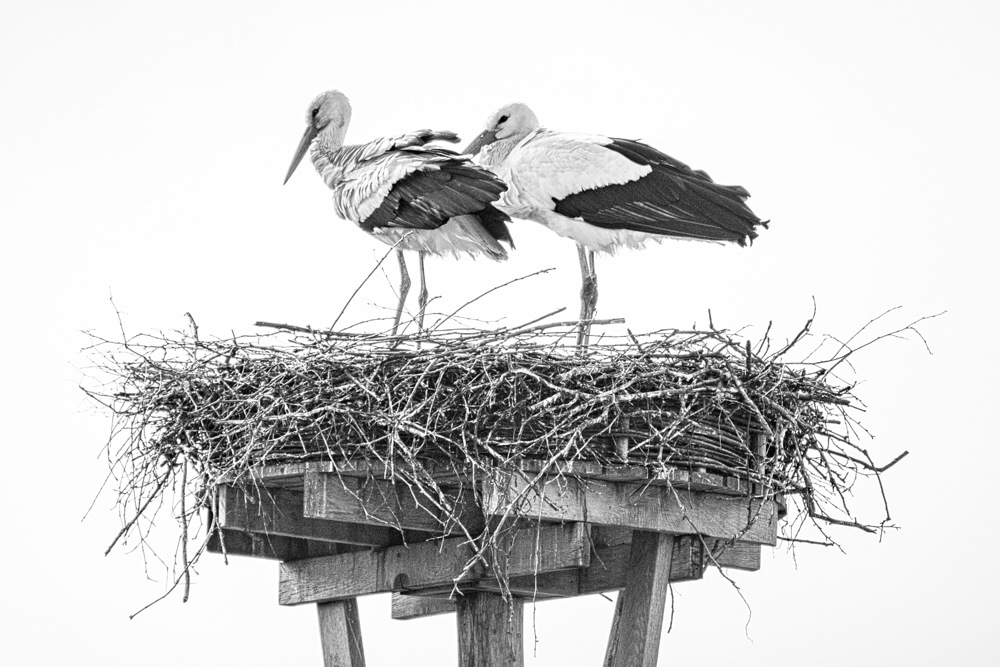 Nikon D750 sample photo. Storks on nest photography