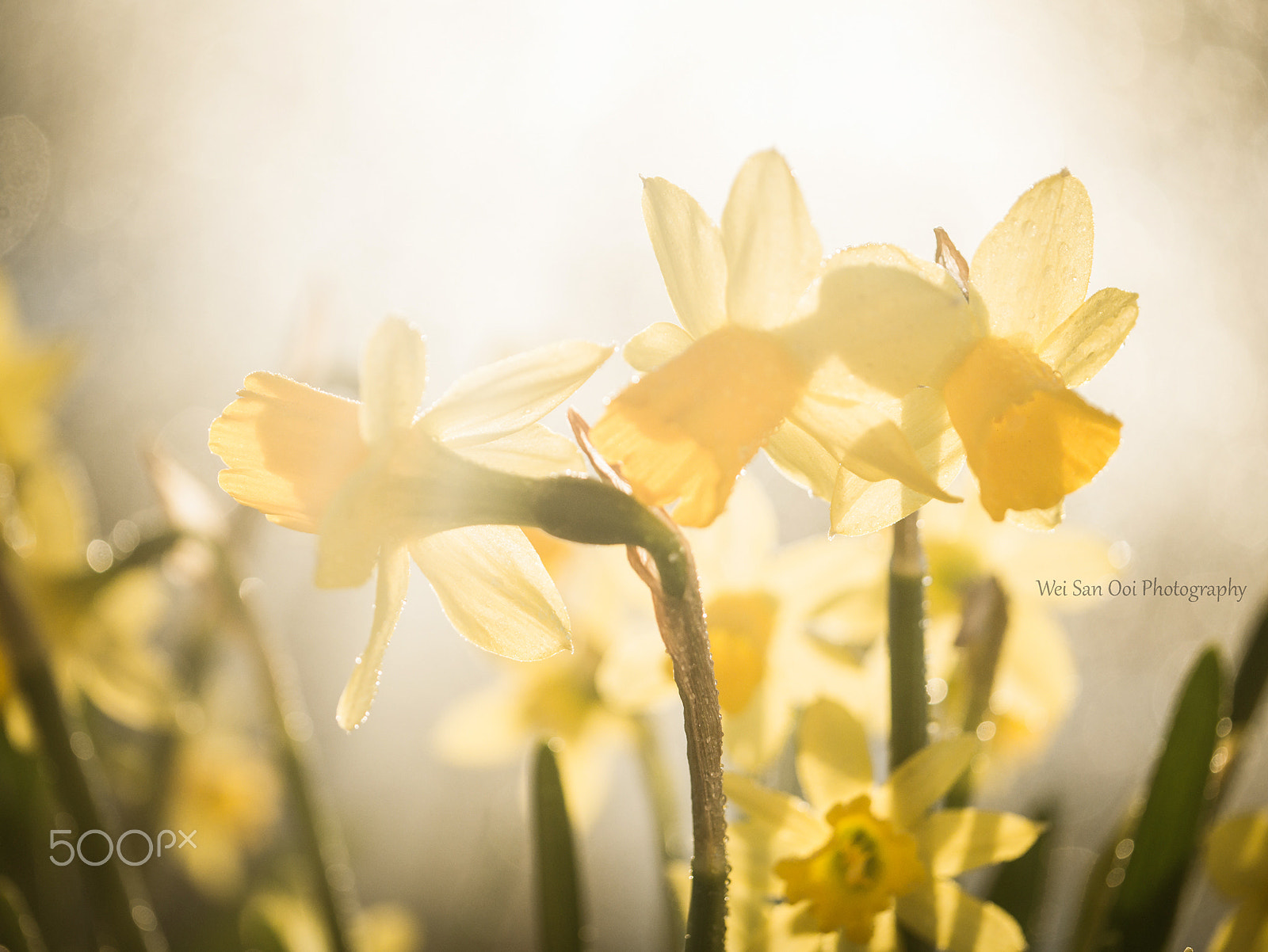 Panasonic Lumix DMC-GX7 sample photo. Daffodils 73 photography