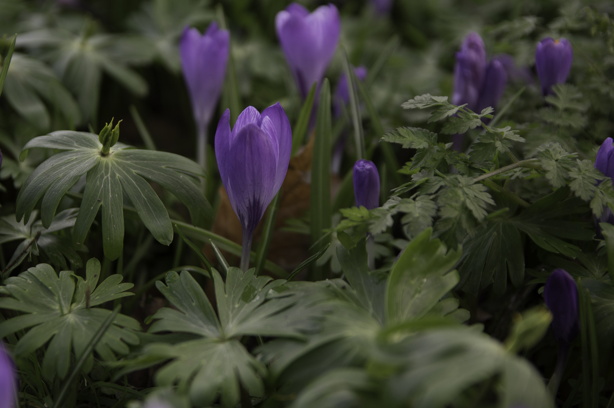 Pentax K-3 II + Sigma 17-50mm F2.8 EX DC HSM sample photo. Crocuses after a shower photography