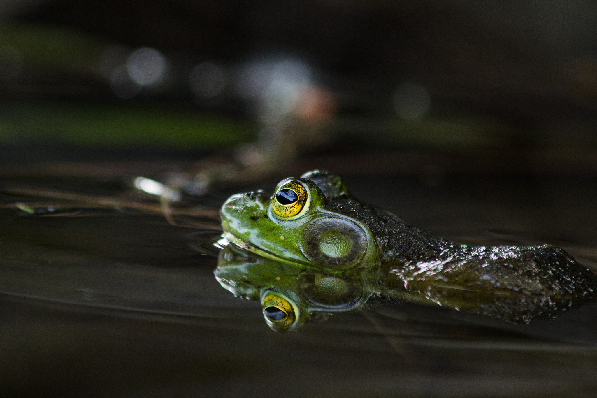 Canon EF 70-300mm F4-5.6 IS USM sample photo. Mr. froggy photography