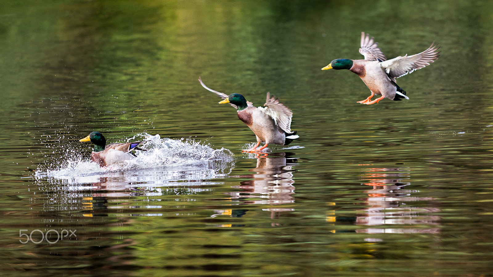 Nikon AF-S Nikkor 70-200mm F4G ED VR sample photo. Crash landing photography